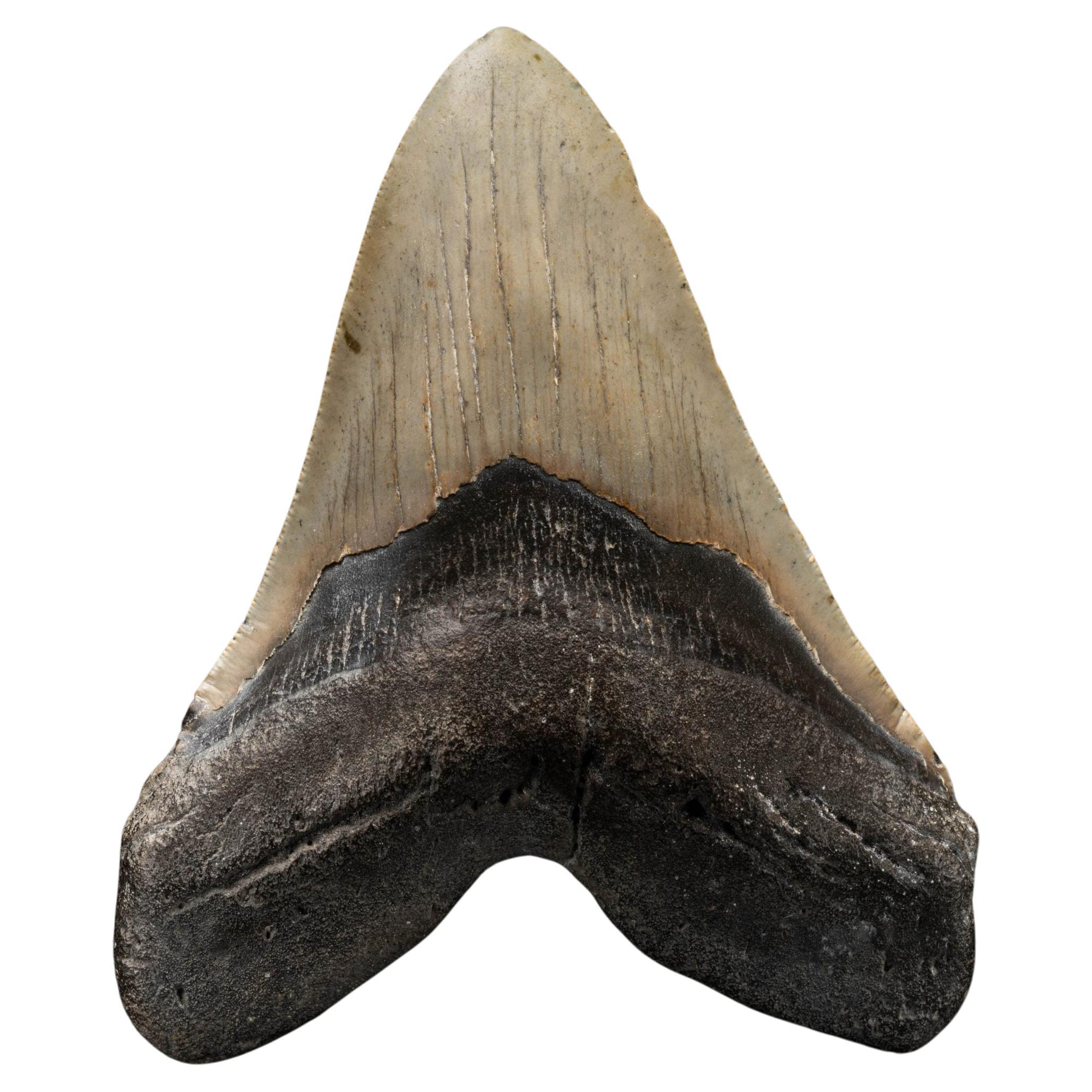 Megalodon Tooth From South Carolina, USA // 5.67" High For Sale