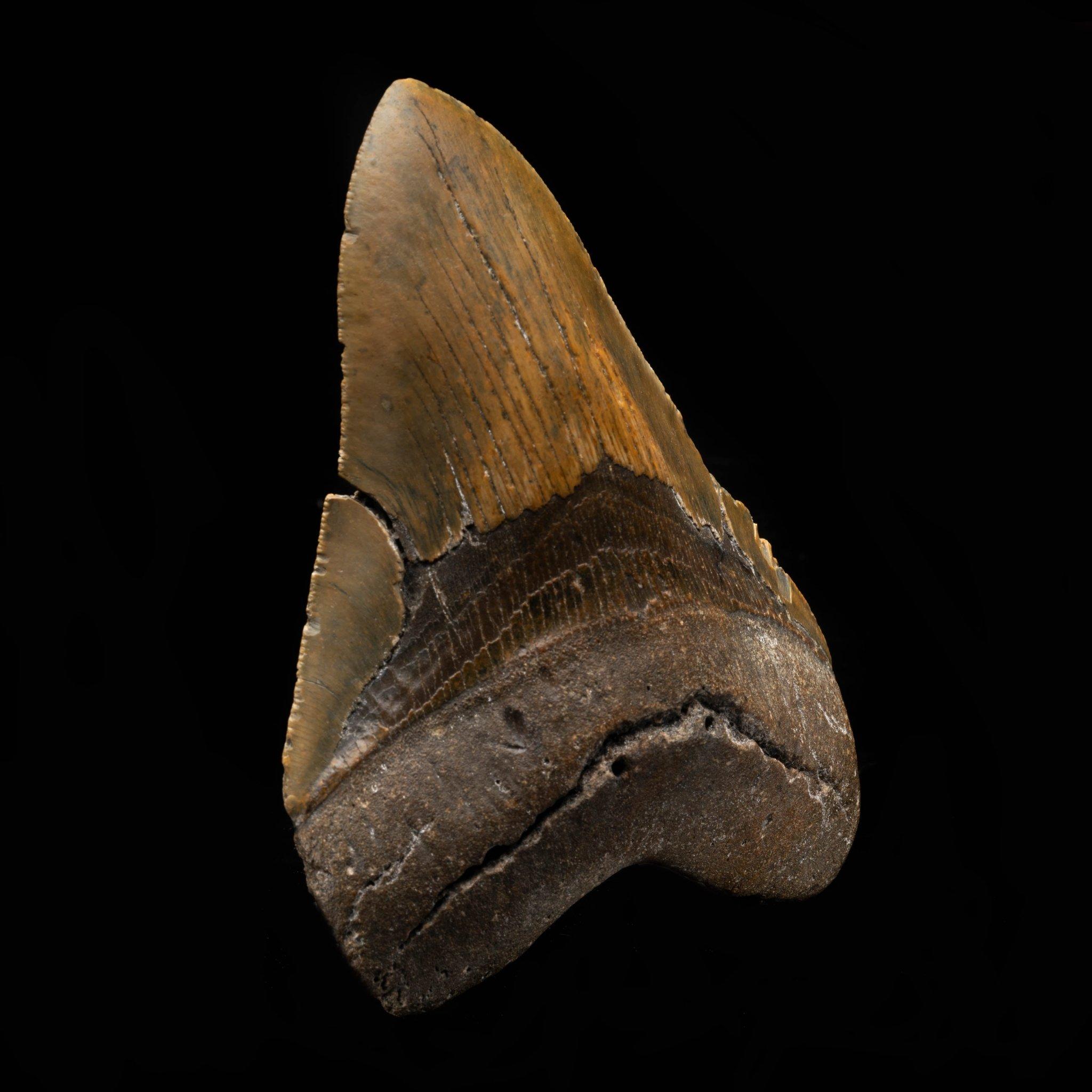 American Megalodon Tooth From South Carolina, USA // 5.85