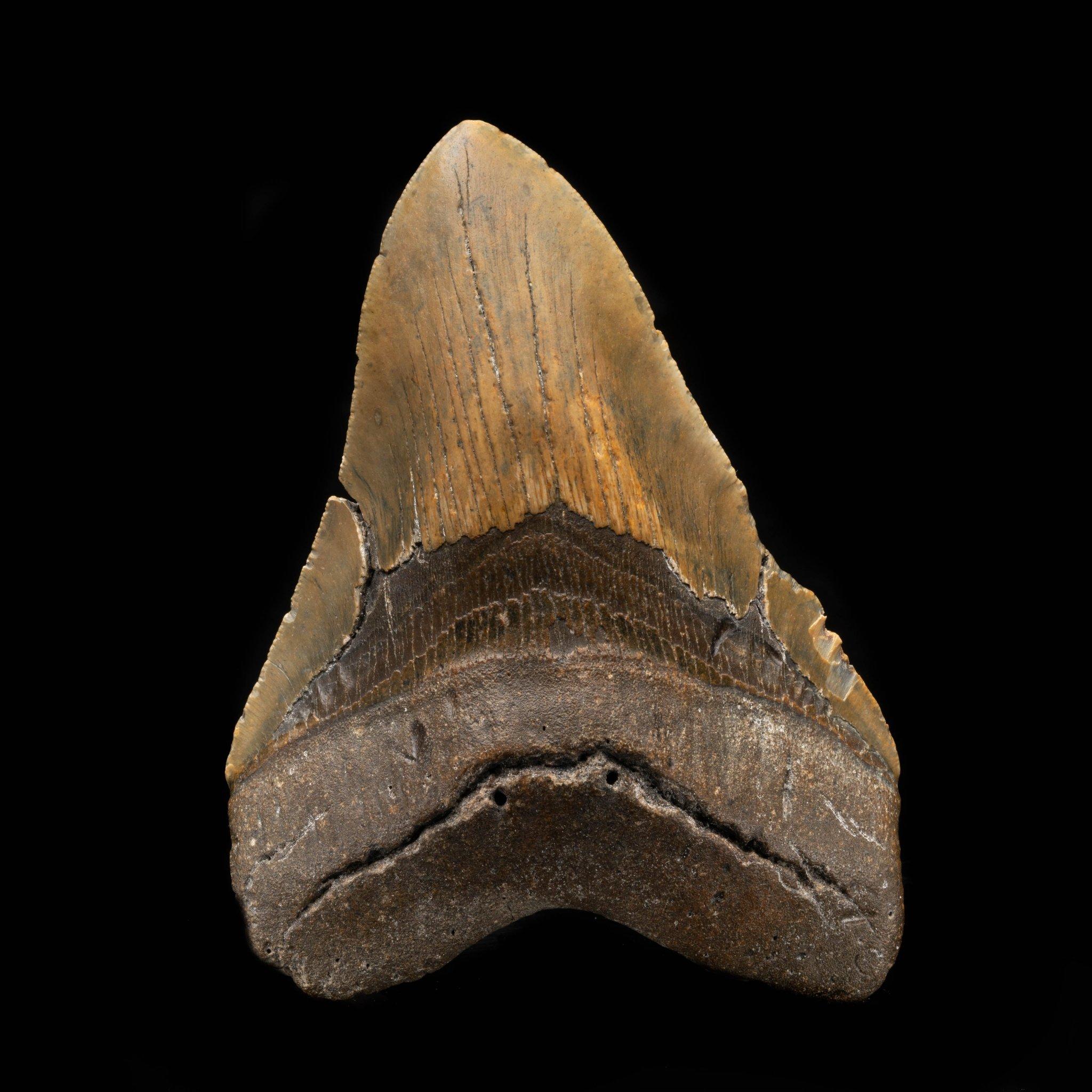 Megalodon Tooth From South Carolina, USA // 5.85