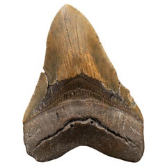 Megalodon Tooth From South Carolina, USA // 5.85" High // 5-10 Million Years Old