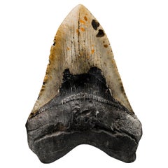 Megalodon Tooth From South Carolina, USA // 5.96" High // 5-10 Million Years Old