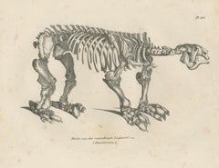 Megatherium Skeleton Lithograph – Giant Ground Sloth, Brodtmann c.1830