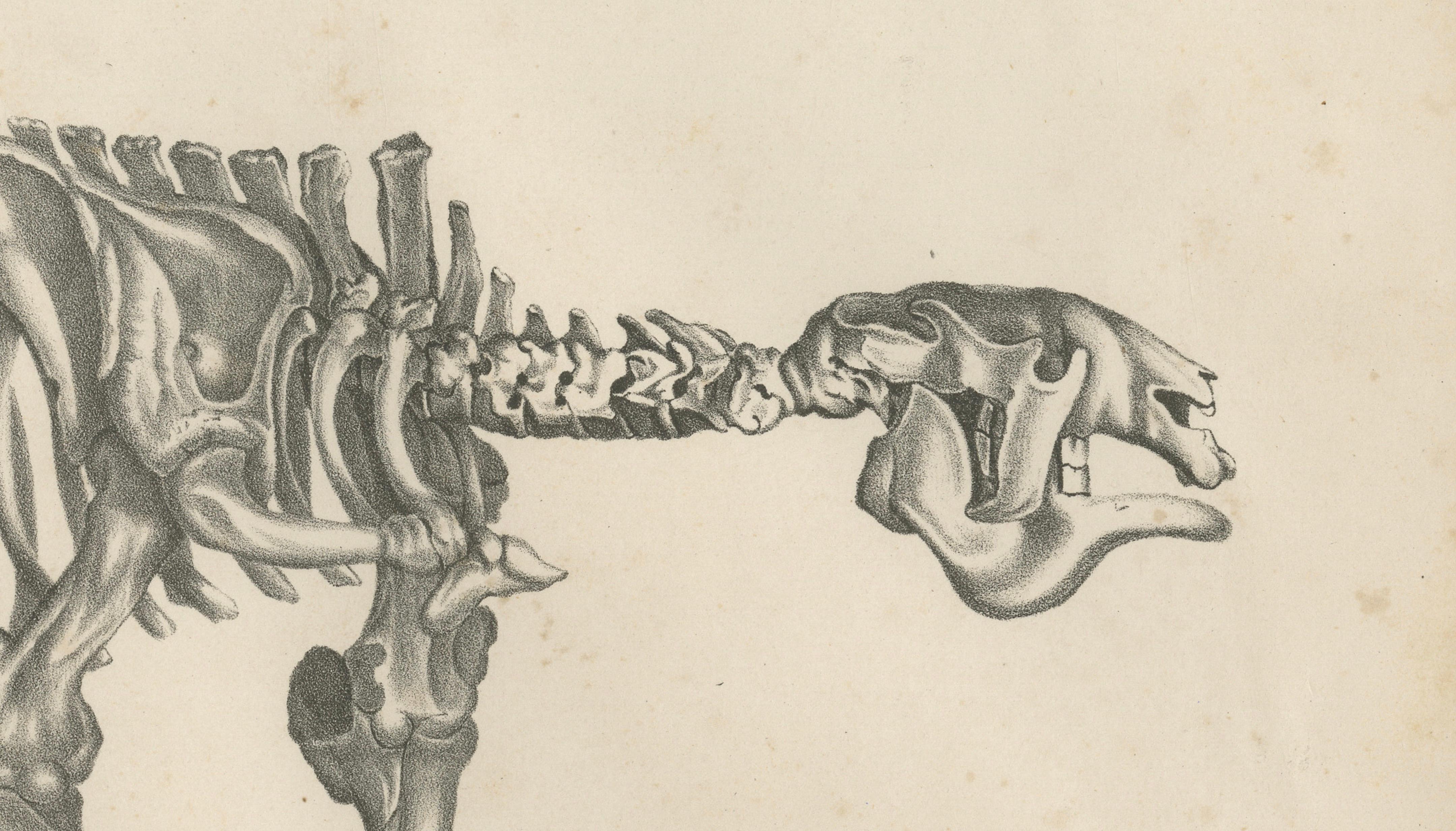 Megatherium Skeleton Lithograph – Giant Ground Sloth, Brodtmann c.1830