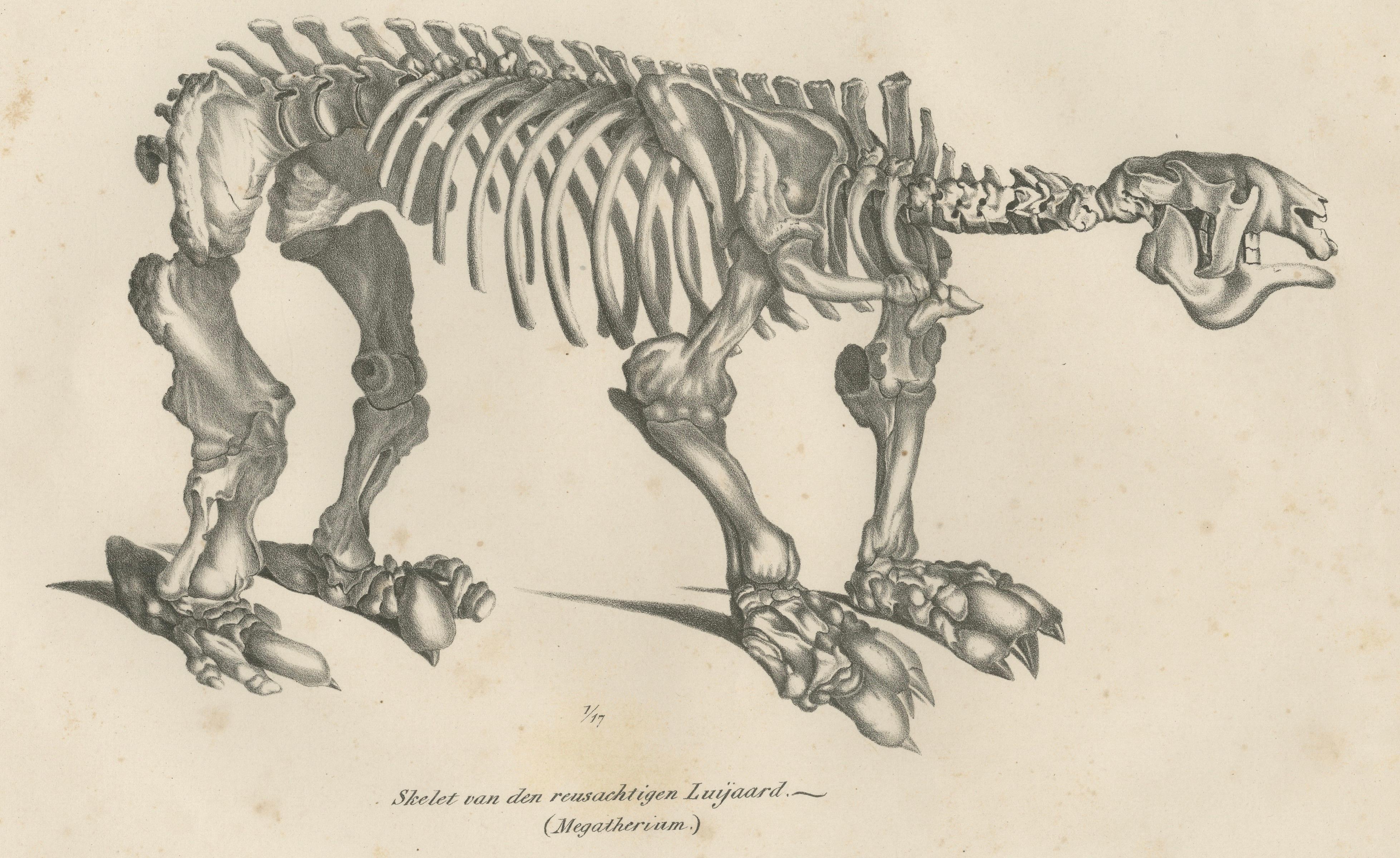 Megatherium Skeleton Lithograph – Giant Ground Sloth, Brodtmann c.1830
