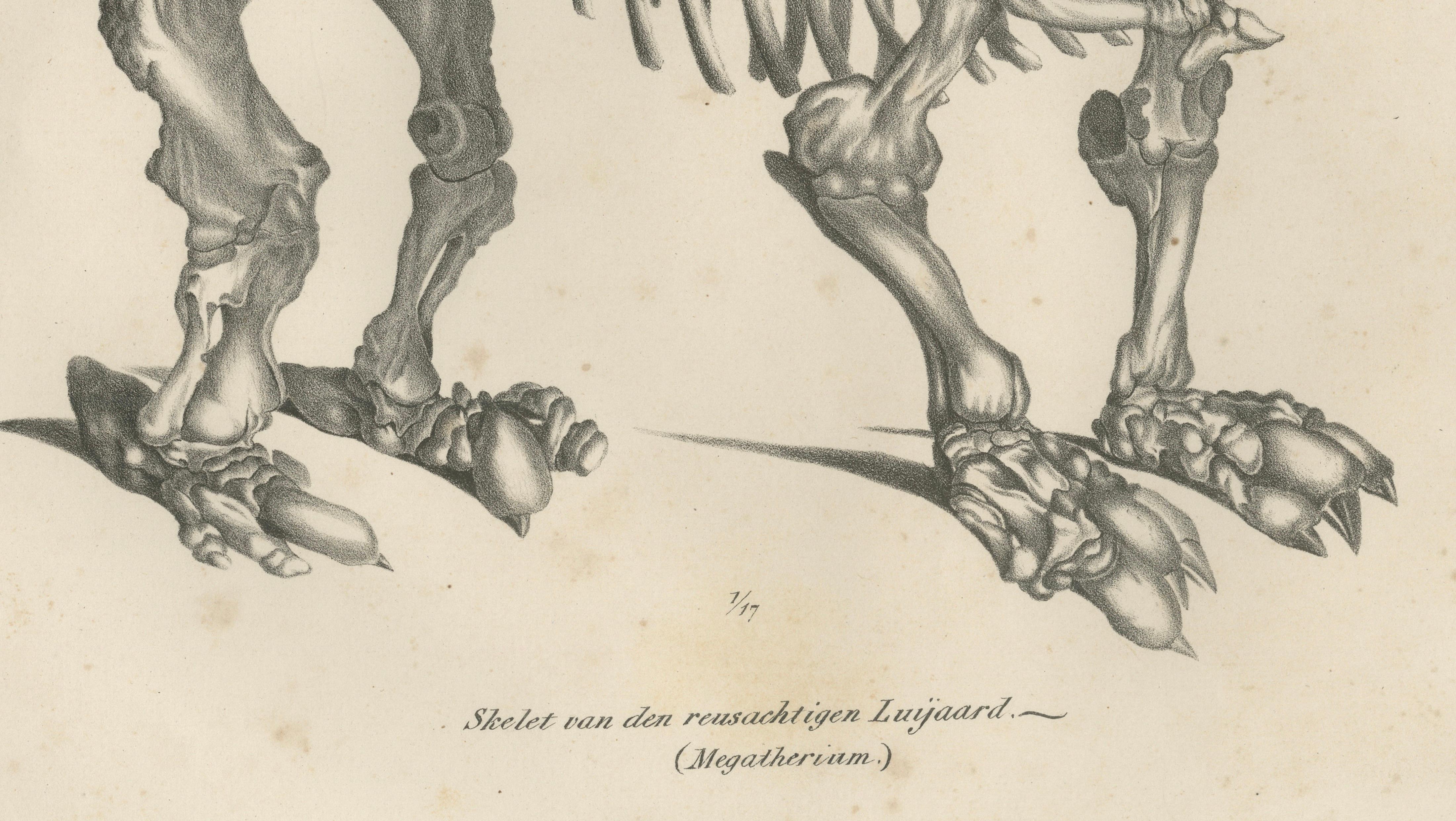 Megatherium Skeleton Lithograph – Giant Ground Sloth, Brodtmann c.1830