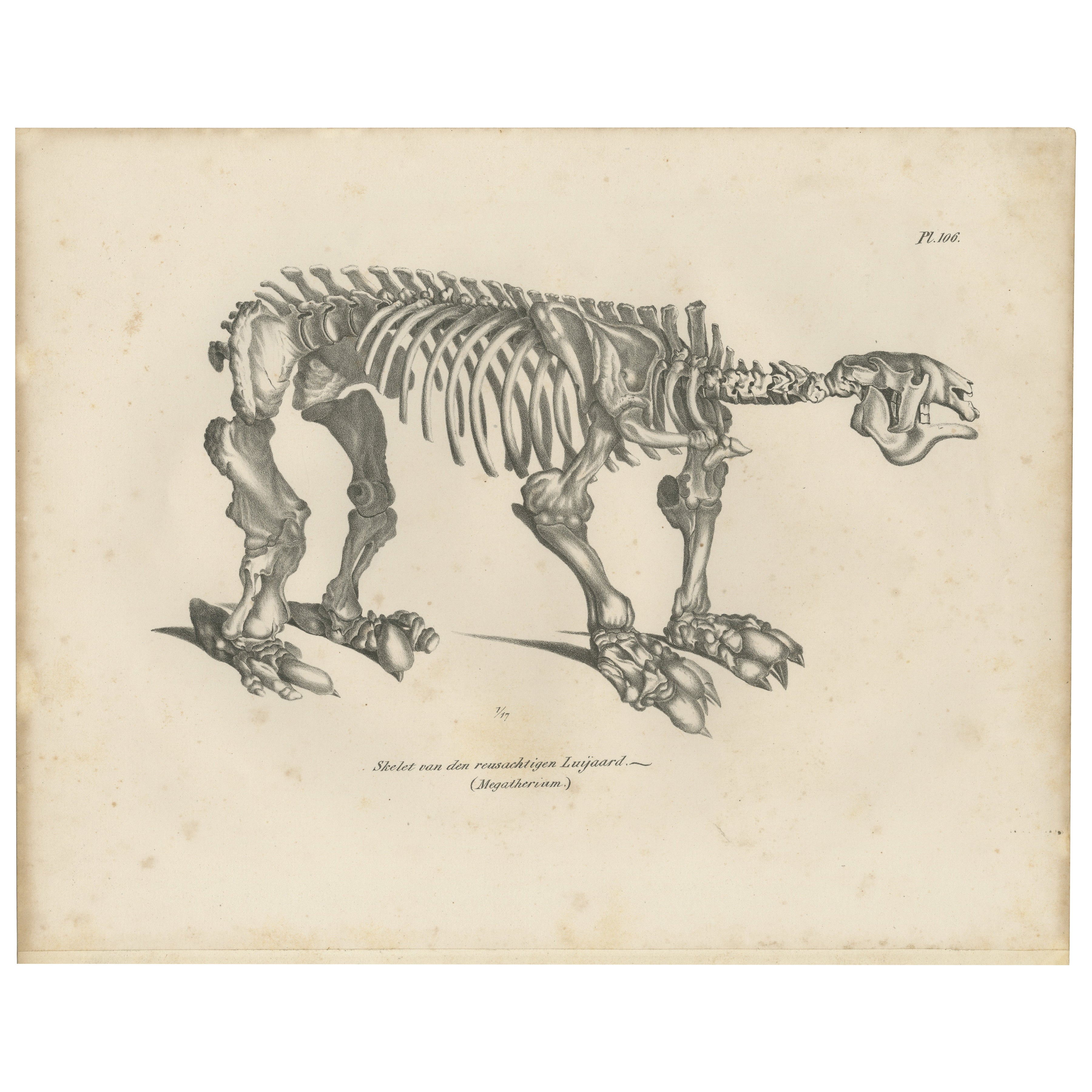 Megatherium Skeleton Lithograph – Giant Ground Sloth, Brodtmann c.1830 For Sale