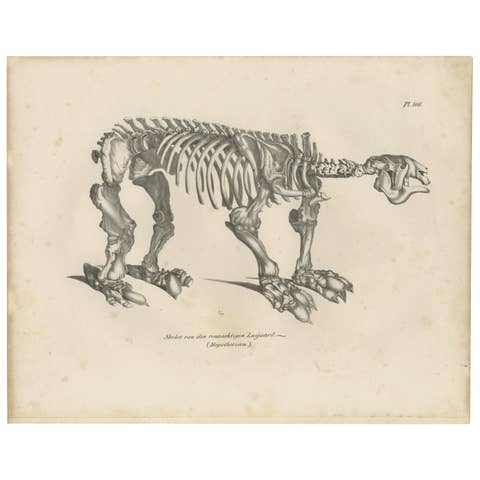 Megatherium Skeleton Lithograph – Giant Ground Sloth, Brodtmann c.1830