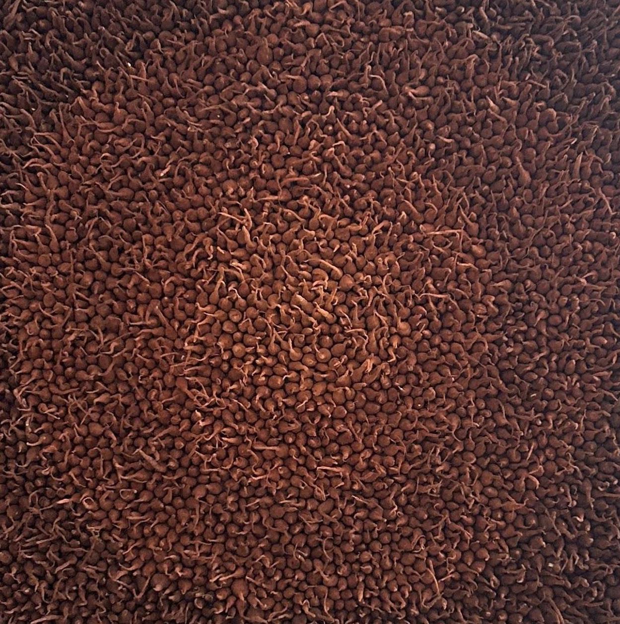 JHAAP III. Dalla serie Ritual - Painting Astratto di Megha Joshi