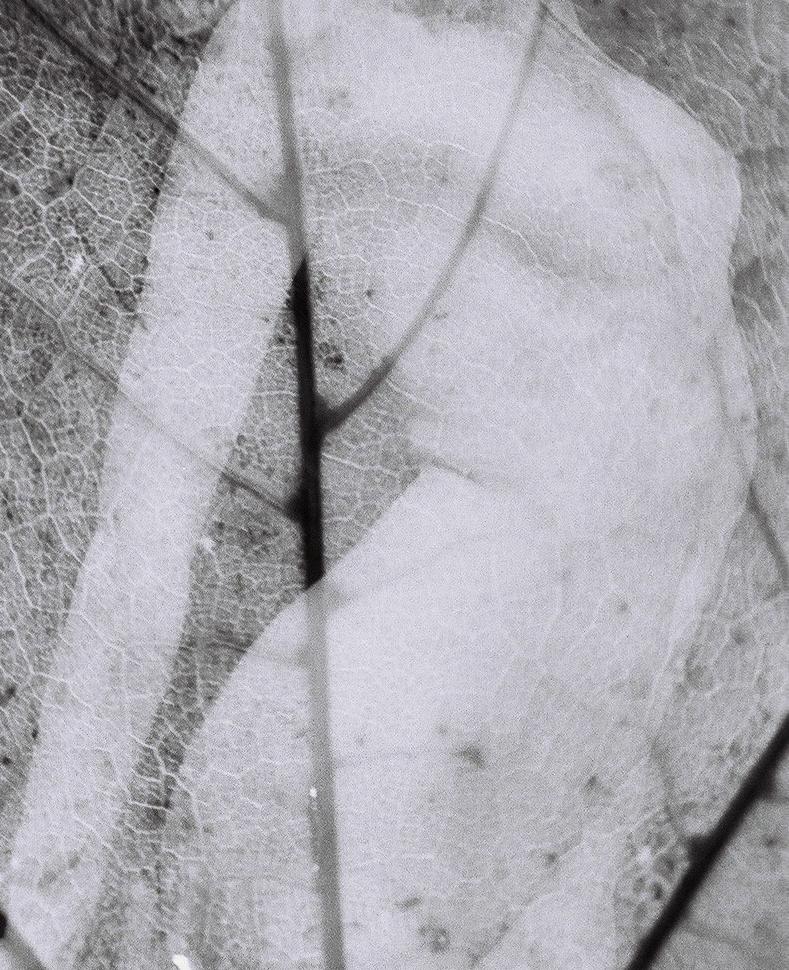 Künstler : Meïdhy Bichon

- Titel : Mouvements Naturels + Nummer

- Datum : 2019

- Technik: Silberüberdruck (Doppelbelichtung auf Silberfilm)

- Medien: Kodak Tri-X 400 Film

- Abmessung: 30 x 45 cm 

- Limitierte Auflage von 10 Drucken

- Preis :