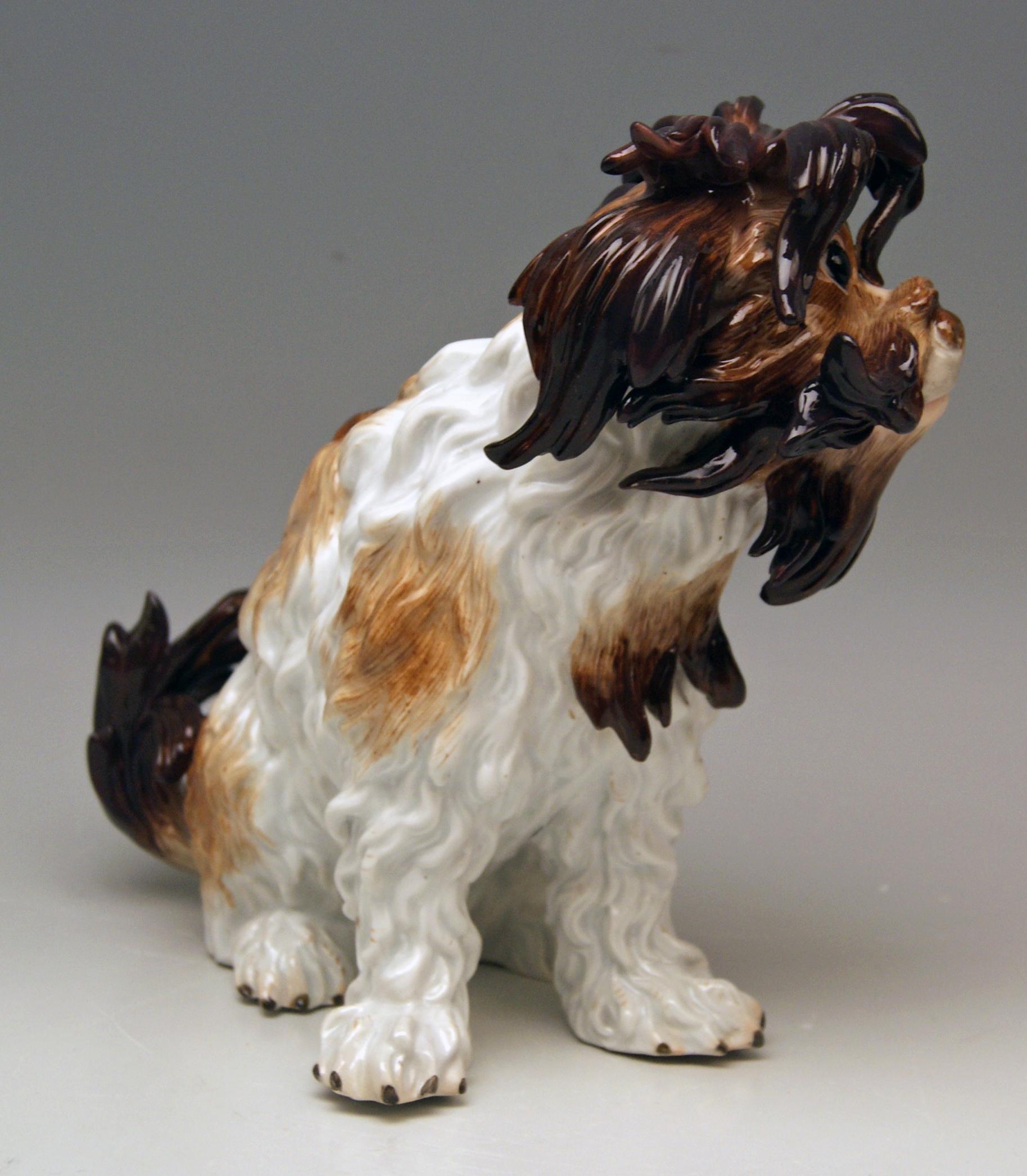 Meissen very lovely as well as gorgeous dog's figurine: It is a Bolognese Dog,
excellently painted (dark brown and bright brown as well as white shaded) and stunningly modelled: 
Look for example at dog's hair, please = the details are stunningly