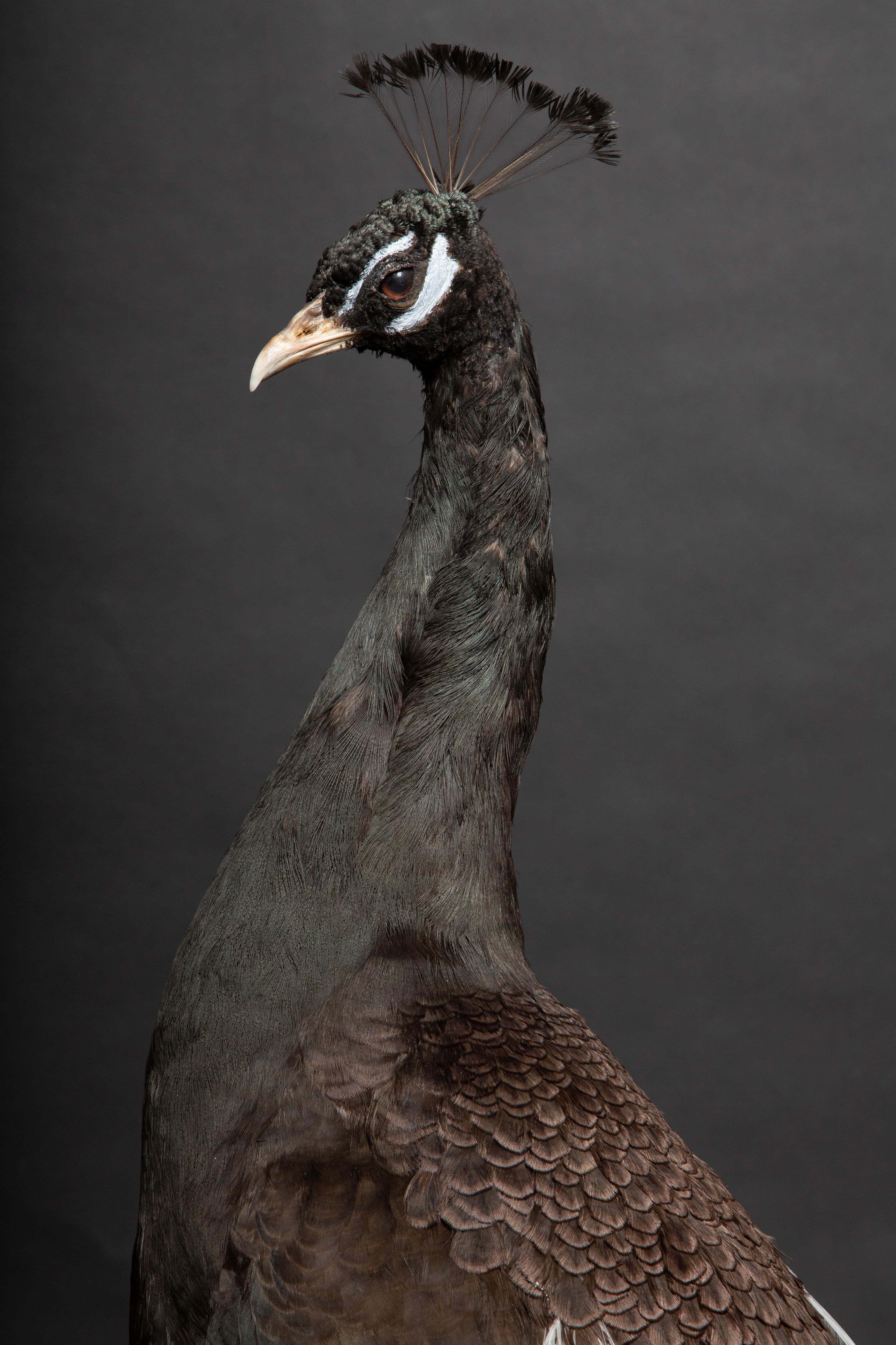 Taxidermy Melanistic Black Peacock mounted on an oval wooden base, with removable tail for flexibility of placement.

Approx. 6' H.
