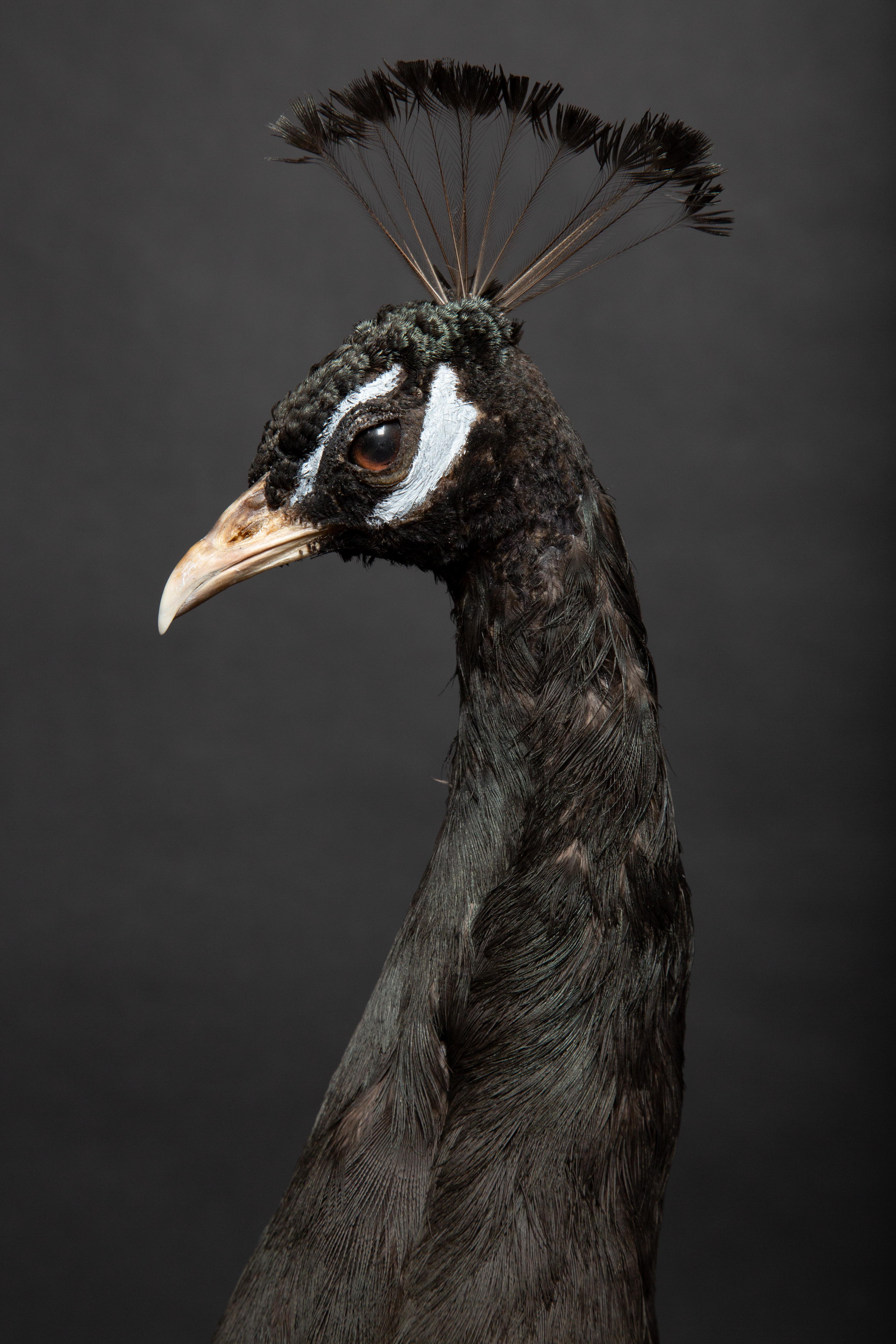 melanistic peacock