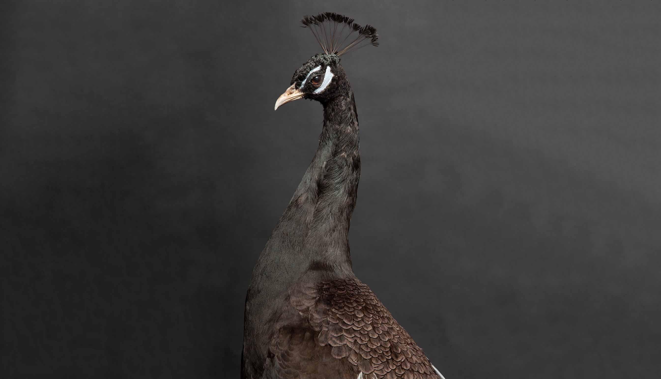 Contemporary Melanistic Black Peacock