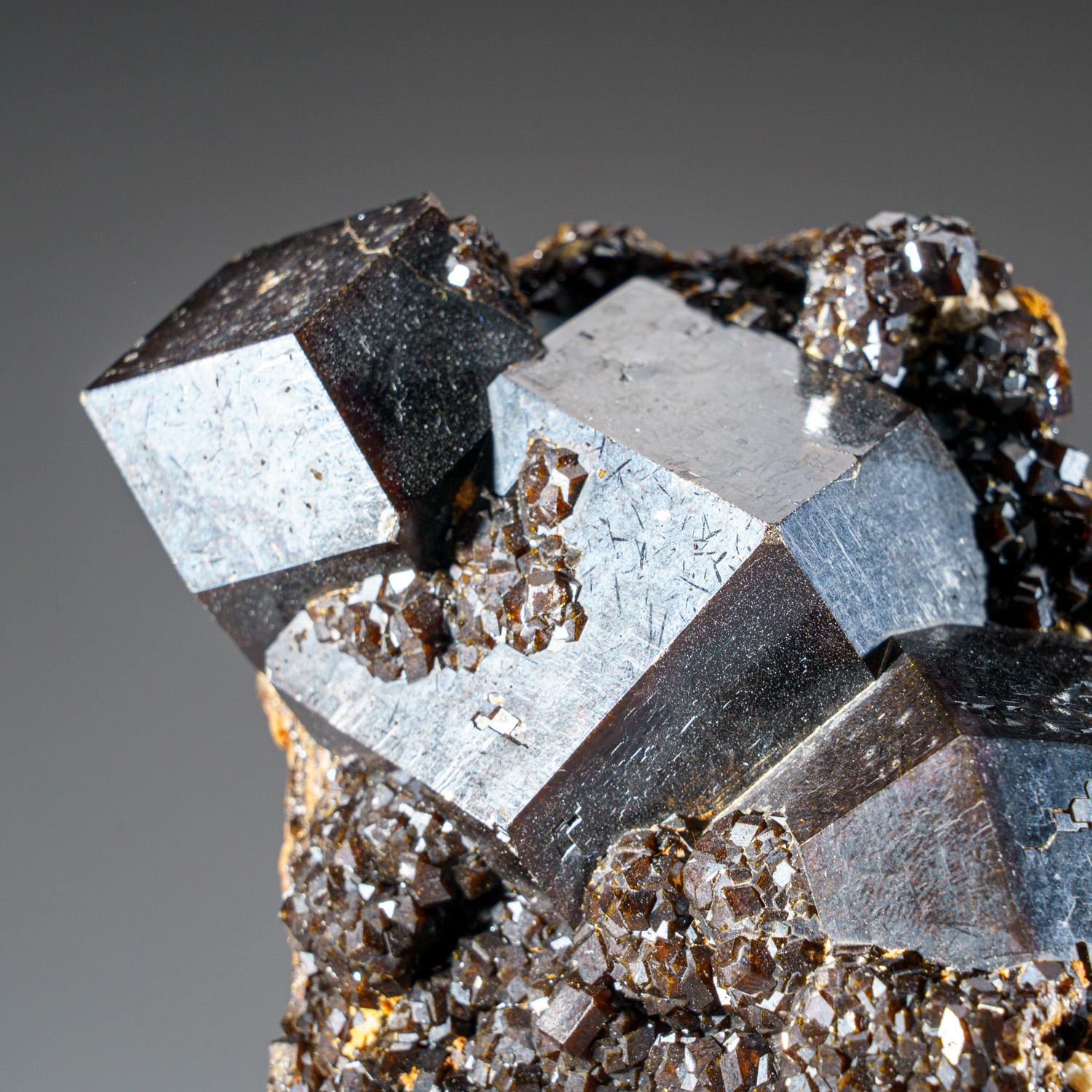 Aus der Mine Ojos Españoles (Mina La Prieta Linda), Chihuahua, Mexiko

Große Ansammlung von glänzenden schwarzen Melanit-Granatkristallen auf massiver Melanit-Matrix. Auch Andradit-Granat genannt. Dies ist ein schönes Exemplar in
