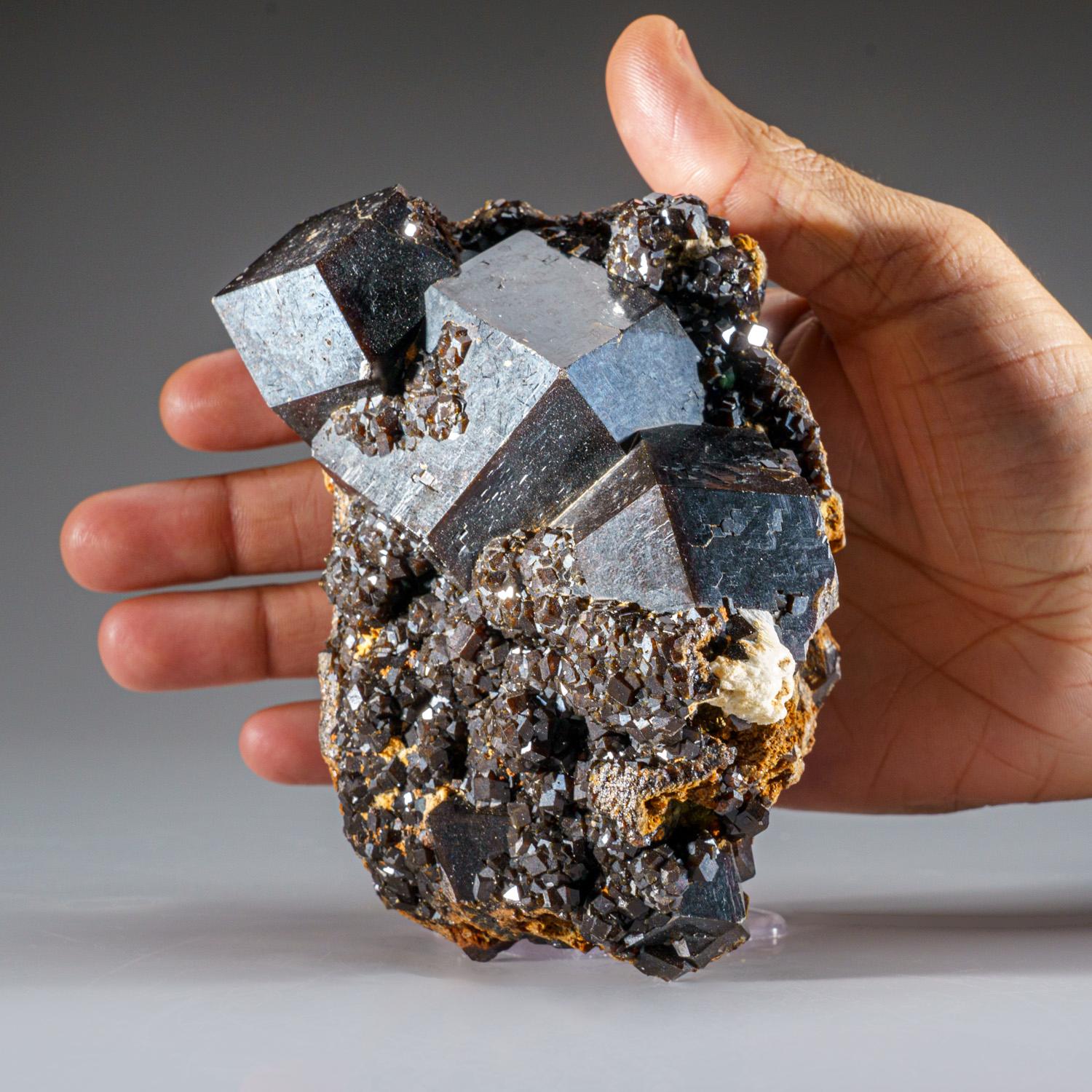 Melanit-Granatkristall aus der Mine Ojos Españoles, Chihuahua, Mexiko (Mexikanisch) im Angebot