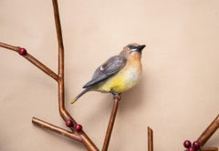 Cedar Waxwing