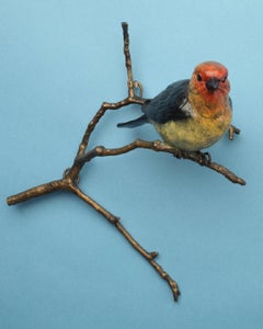 Tangara