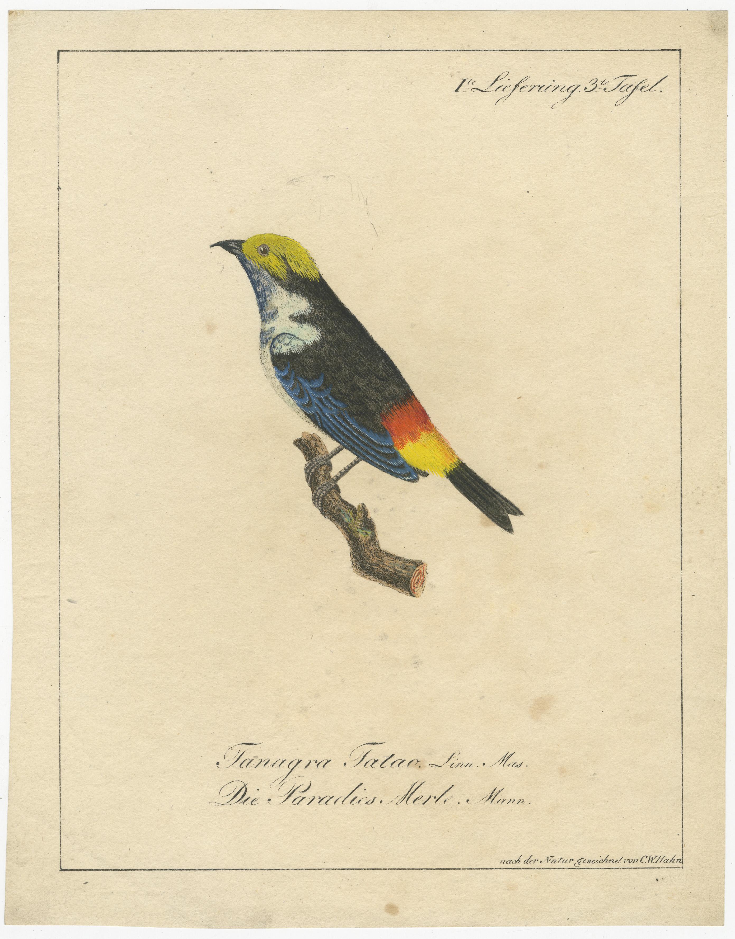 This original lithograph  is a hand-colored lithograph from the early 19th century, depicting a vibrantly colored bird identified as 