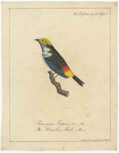 Melodic Hues: The Blue-Grey Tanager of the Tropics, circa 1820