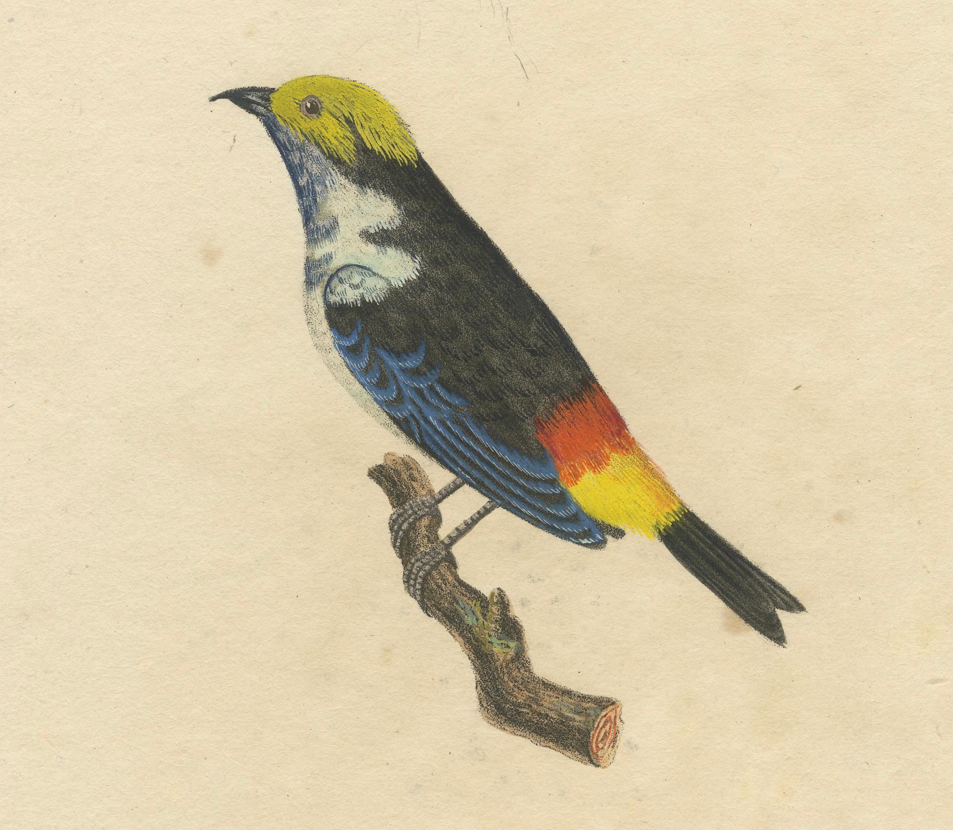 Early 19th Century Melodic Hues: The Blue-Grey Tanager of the Tropics, circa 1820 For Sale