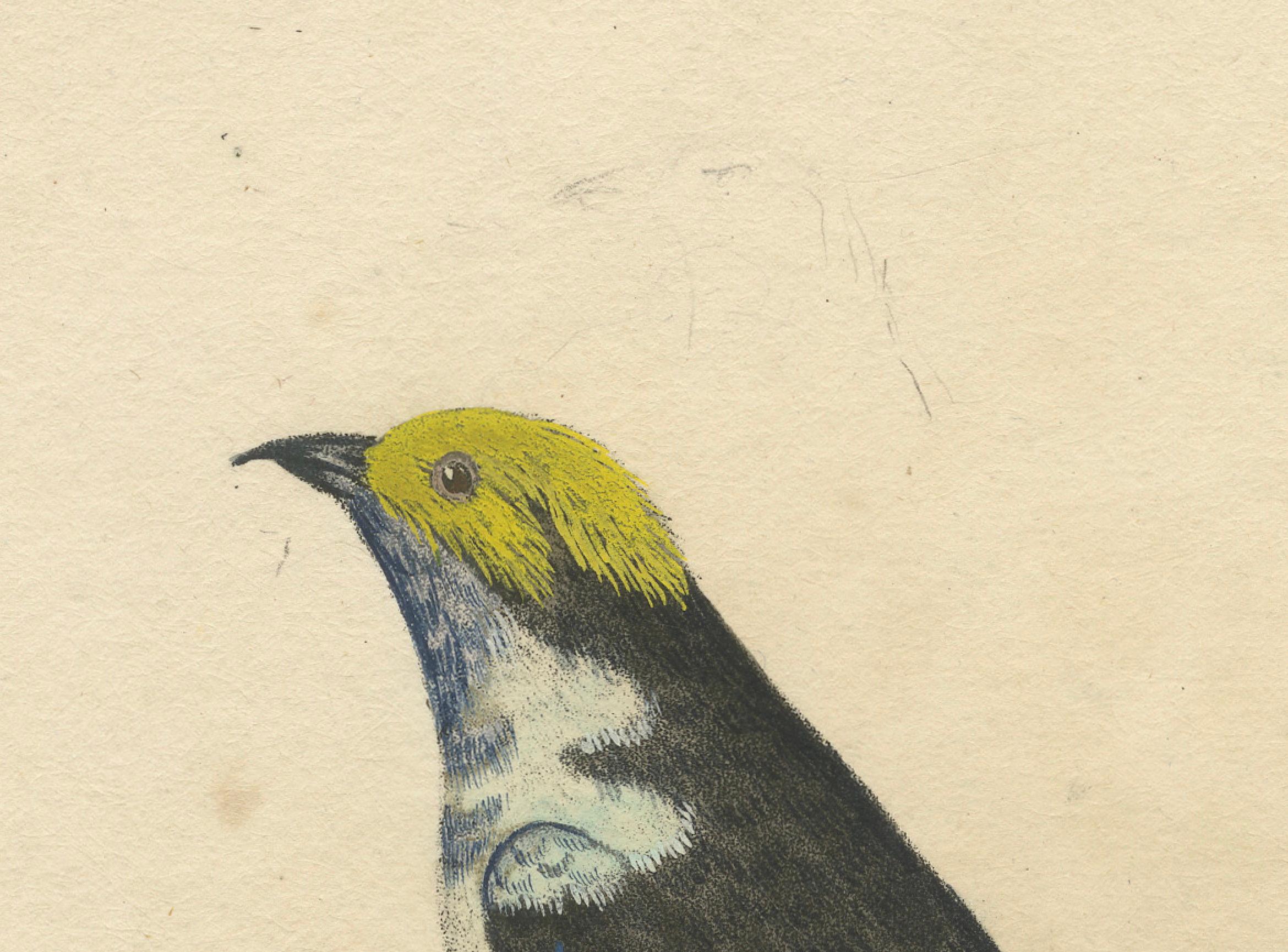 Paper Melodic Hues: The Blue-Grey Tanager of the Tropics, circa 1820 For Sale