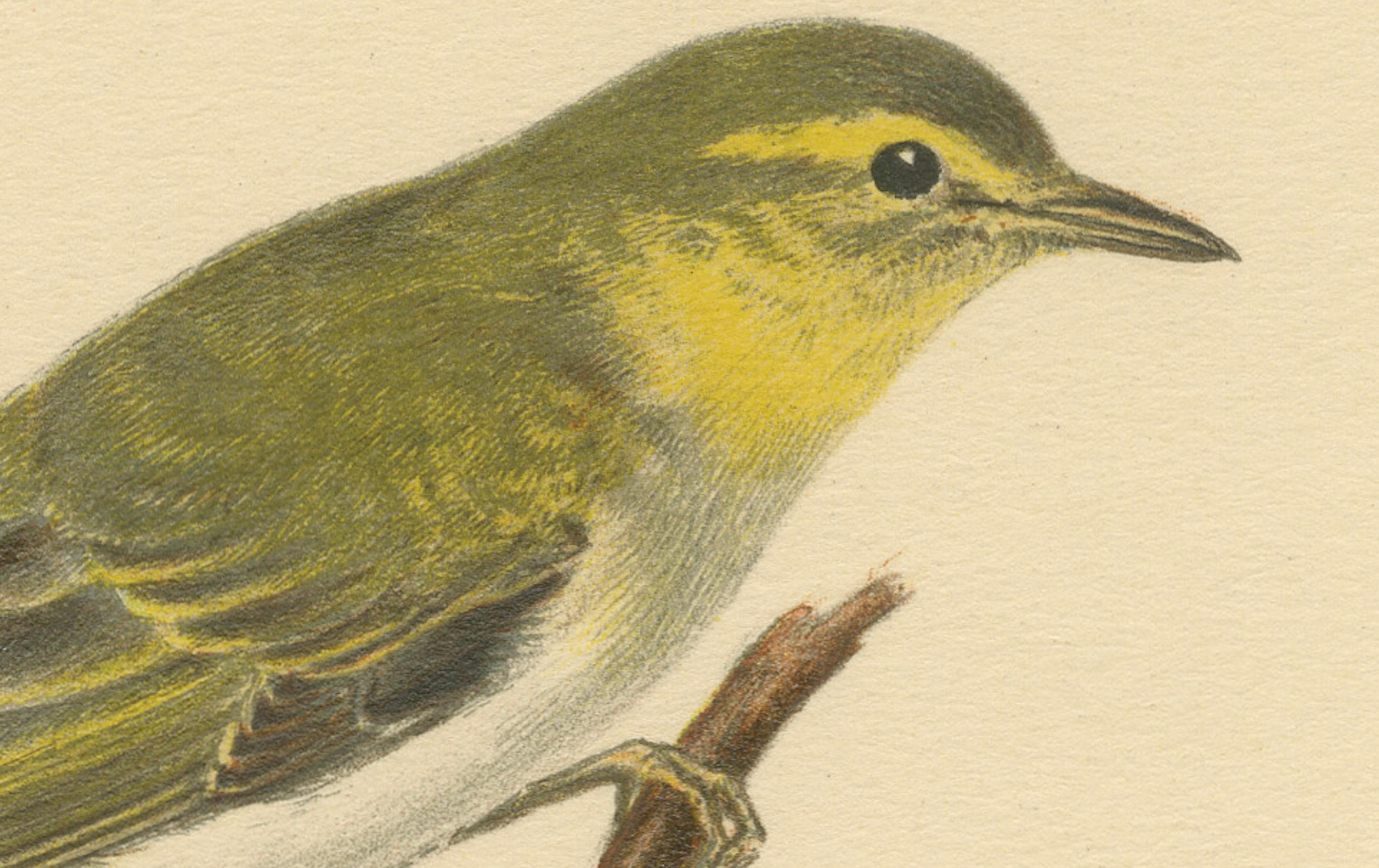 The image is of an antique bird print titled 'Phylloscopus Sibilatrix', which is often confused with the common chiffchaff but is actually depicting a Wood Warbler. The bird is perched on a branch, depicted in a detailed and naturalistic manner.