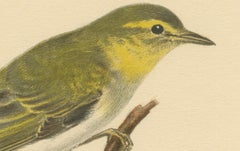 Melody in Green: Vintage Bird Print of The Wood Warbler by M. von Wright, 1927