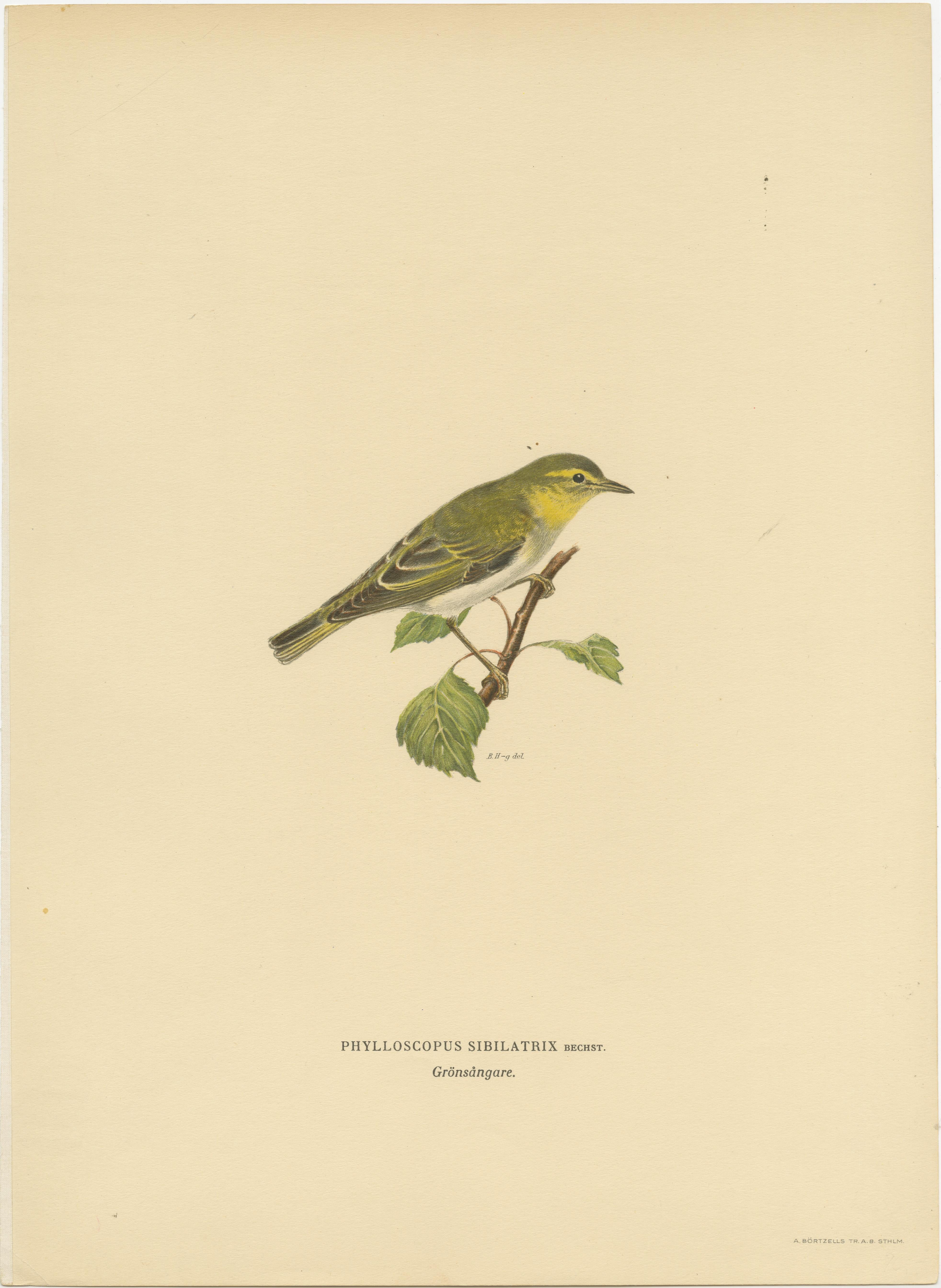 Melody in Green: Vintage Bird Print of The Wood Warbler by M. von Wright, 1927 In Good Condition For Sale In Langweer, NL