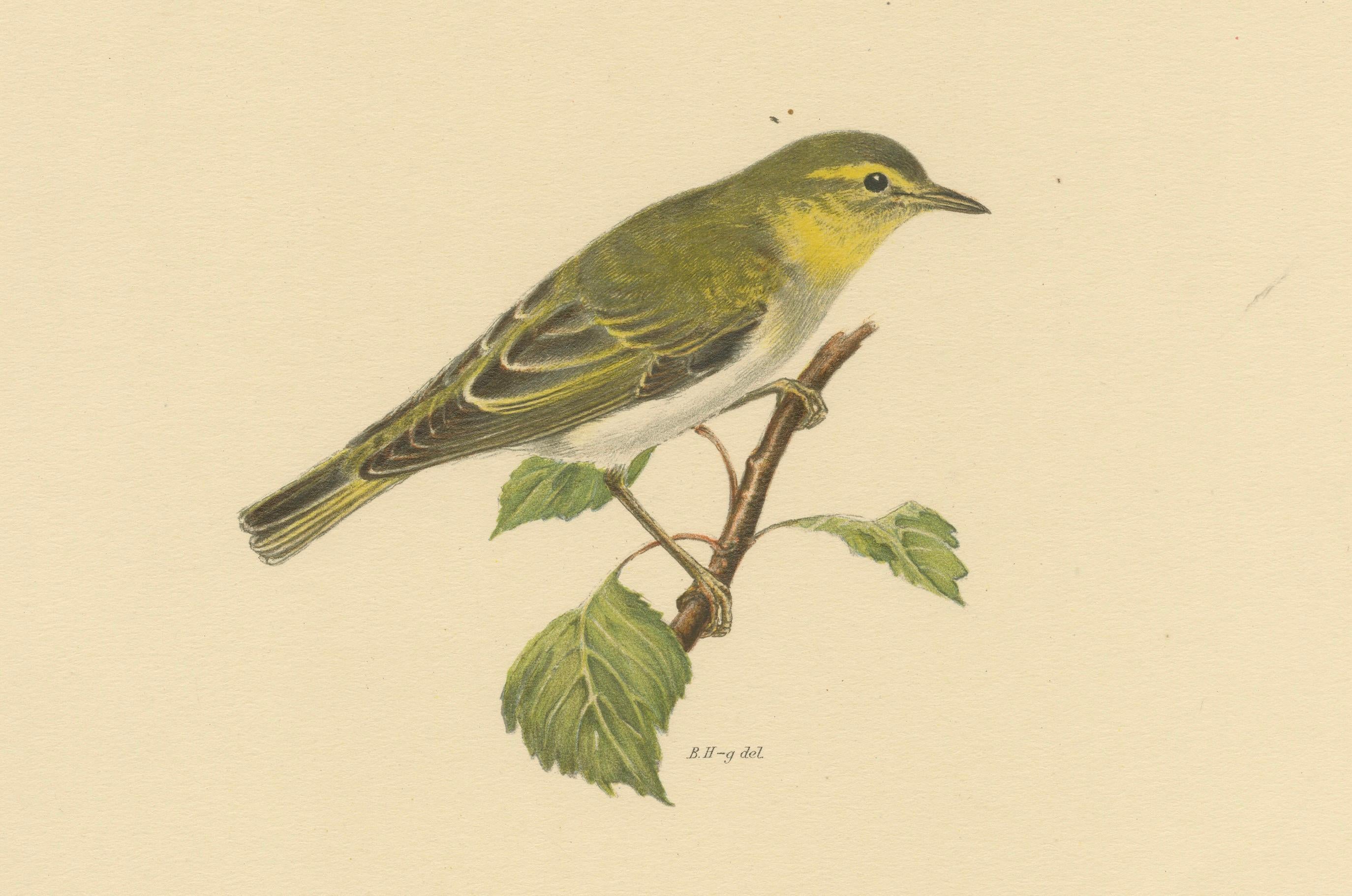 20th Century Melody in Green: Vintage Bird Print of The Wood Warbler by M. von Wright, 1927 For Sale