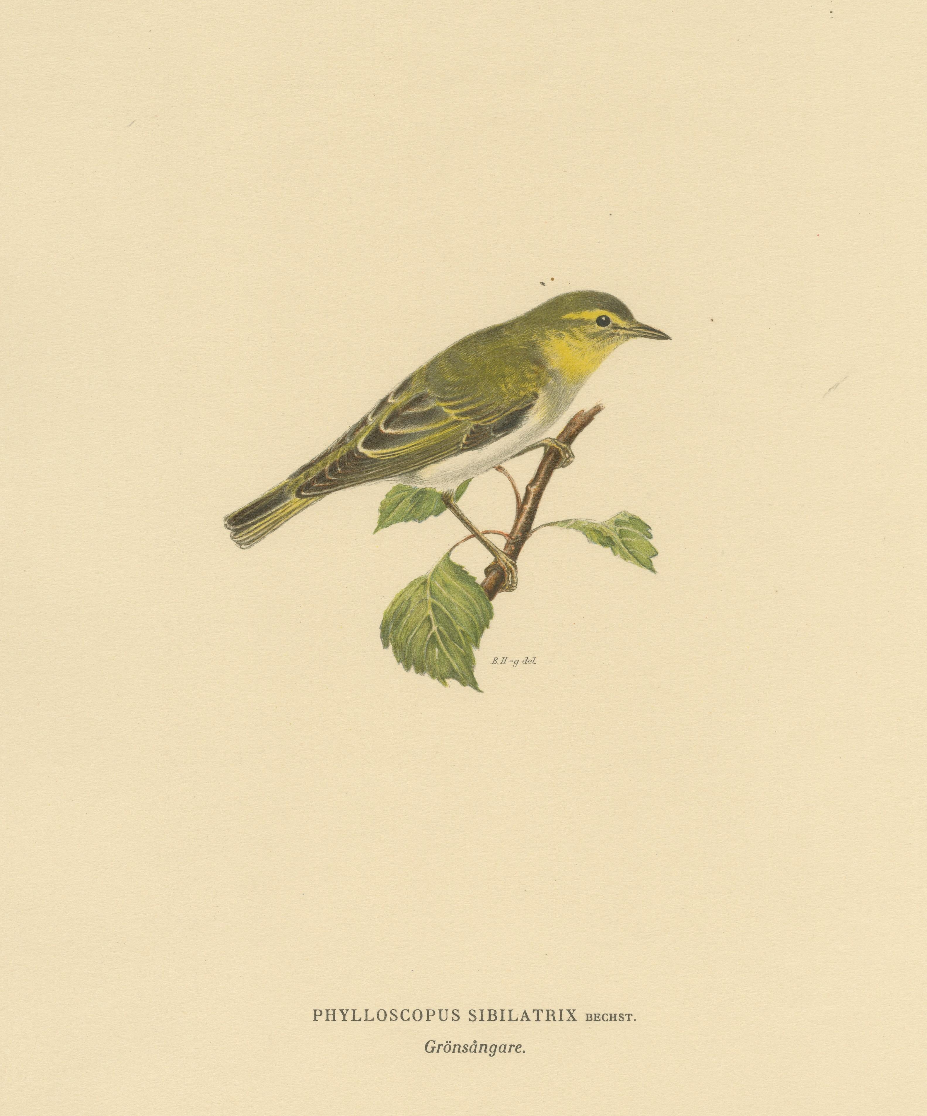 Paper Melody in Green: Vintage Bird Print of The Wood Warbler by M. von Wright, 1927 For Sale