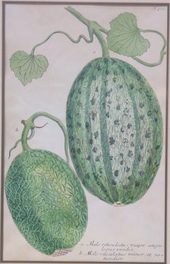 MELONI di Georg Dionysius Ehret (tedesco, 1708-1770)
