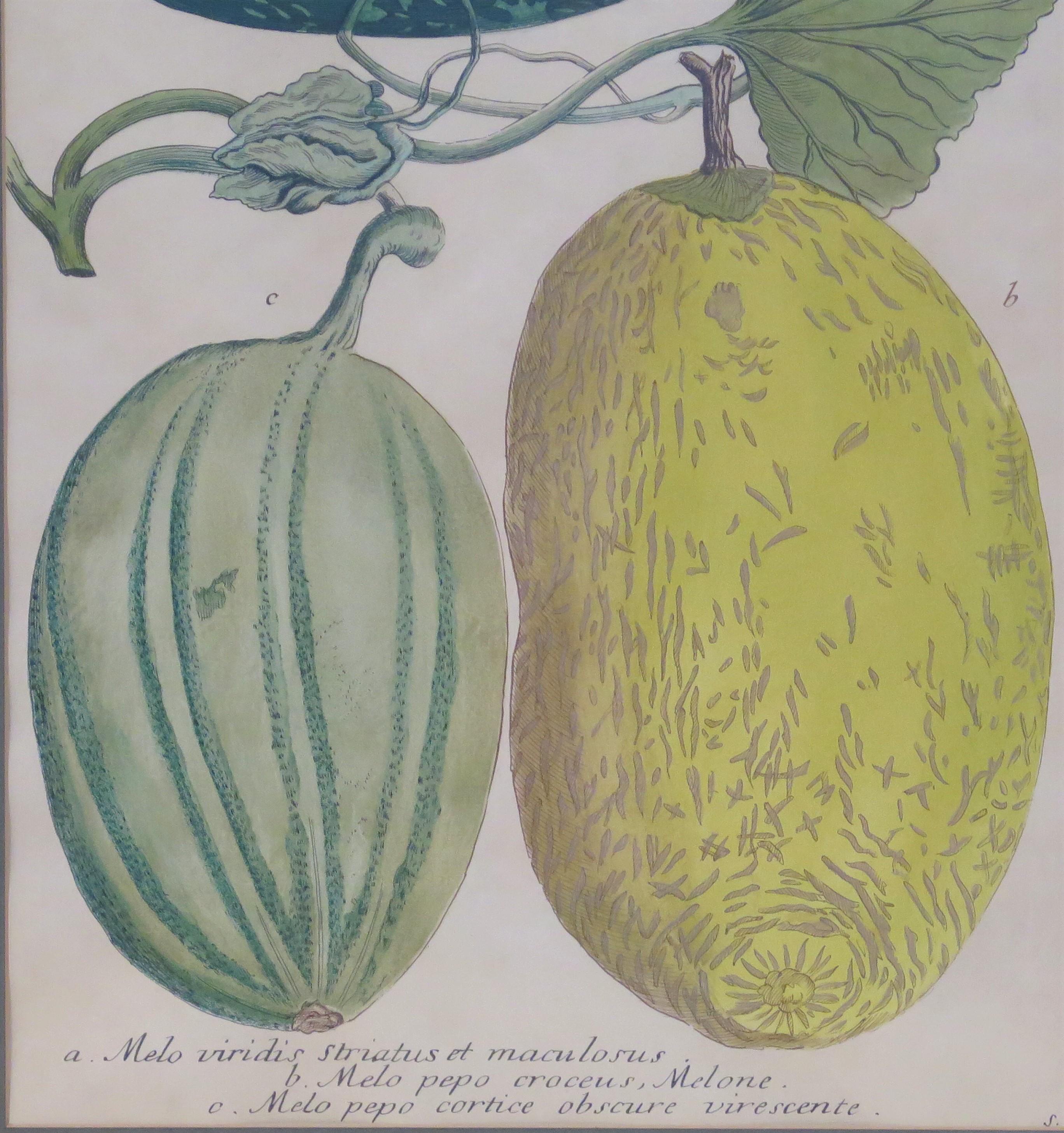 MELONS by Georg Dionysius Ehret (German, 1708-1770) In Good Condition In Dallas, TX