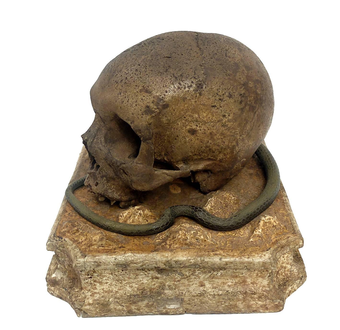 Late 19th Century Memento Mori, a Skull Sculpture Out of Chalk, with a Bronze Snake, Italy