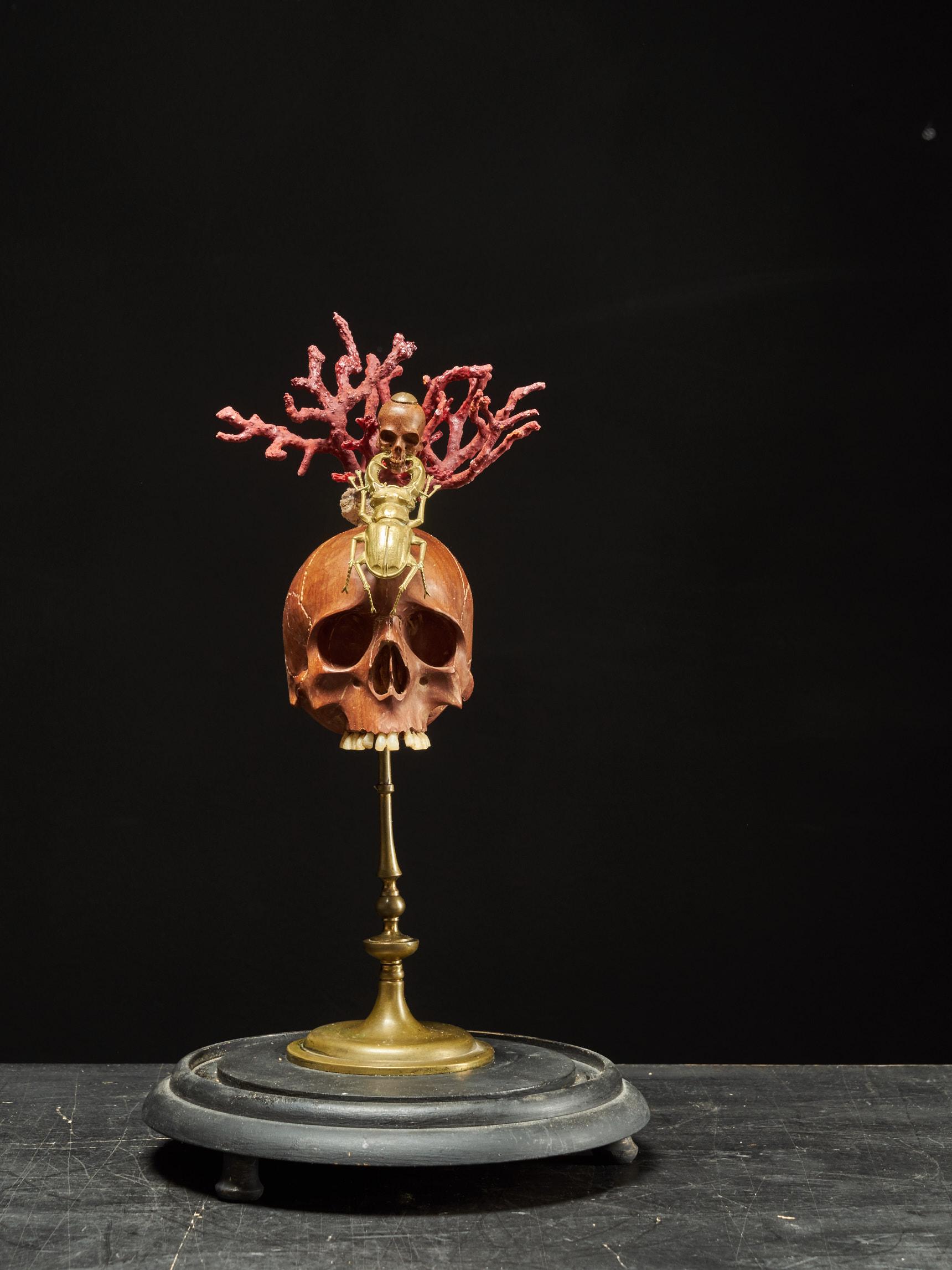 Belga Memento Mori Composizione di due teschi di legno, uno scarabeo cervo e un reggiseno di corallo rosso in vendita
