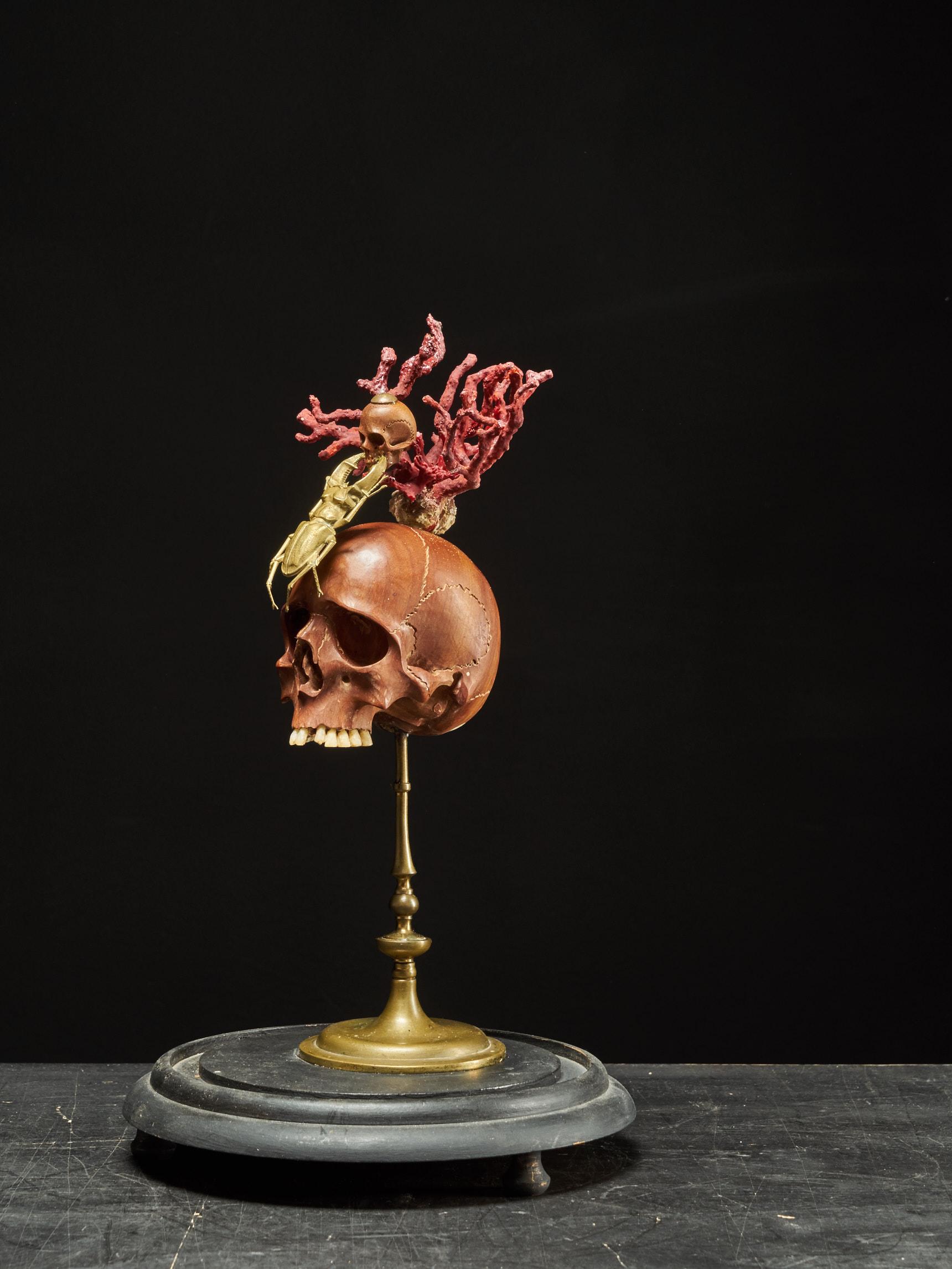 Memento Mori Composizione di due teschi di legno, uno scarabeo cervo e un reggiseno di corallo rosso In condizioni buone in vendita a Leuven , BE