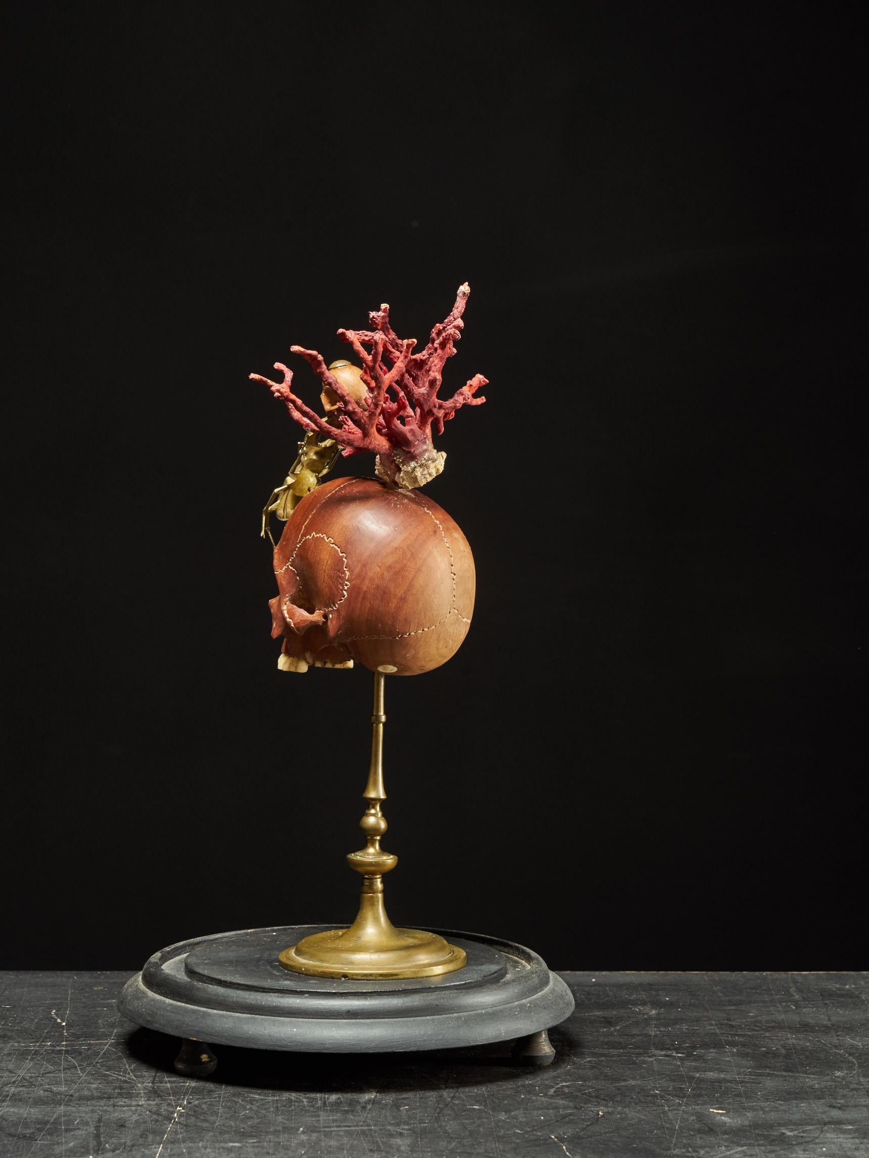 Materiale organico Memento Mori Composizione di due teschi di legno, uno scarabeo cervo e un reggiseno di corallo rosso in vendita