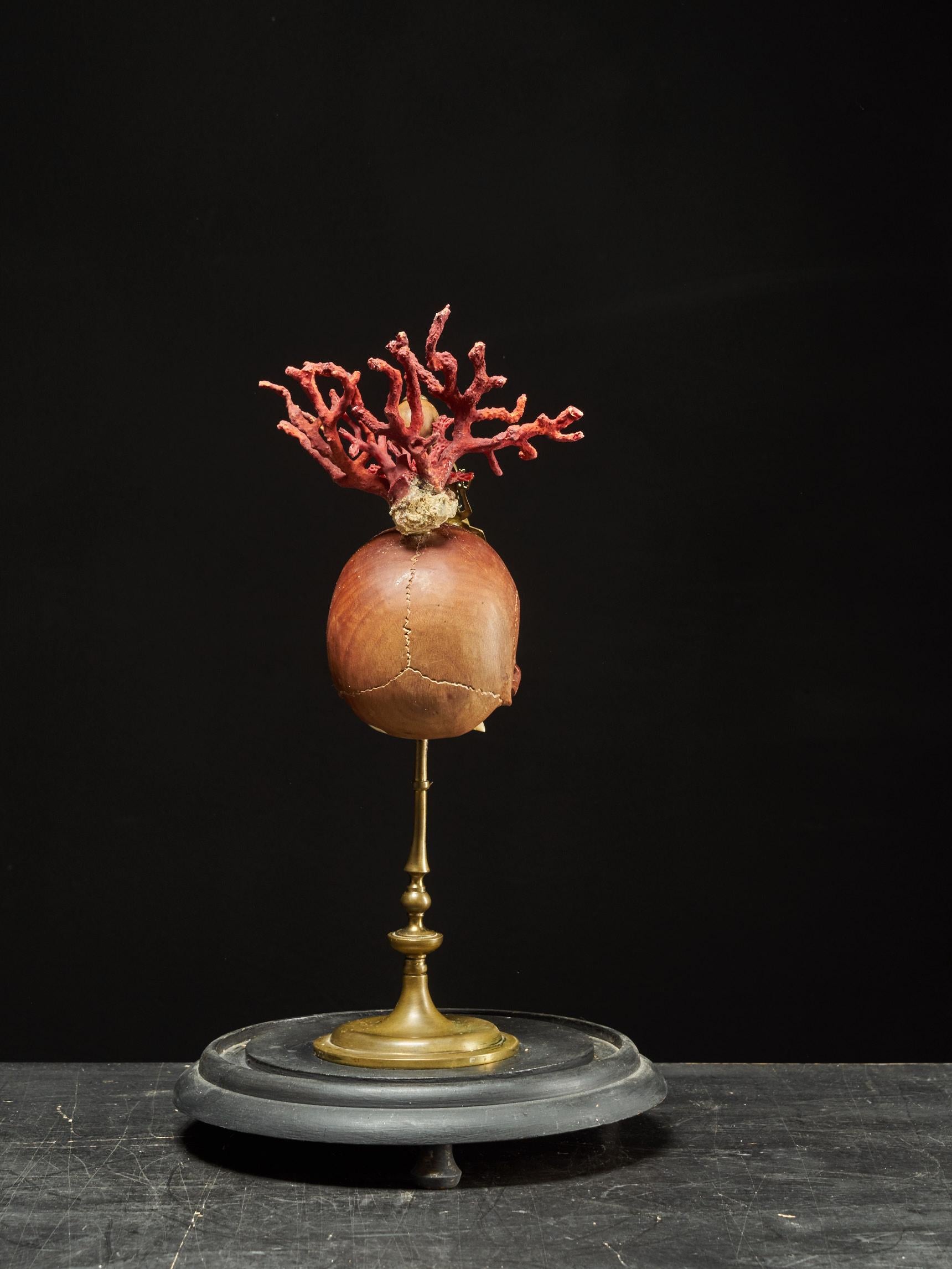 Memento Mori Composizione di due teschi di legno, uno scarabeo cervo e un reggiseno di corallo rosso in vendita 1