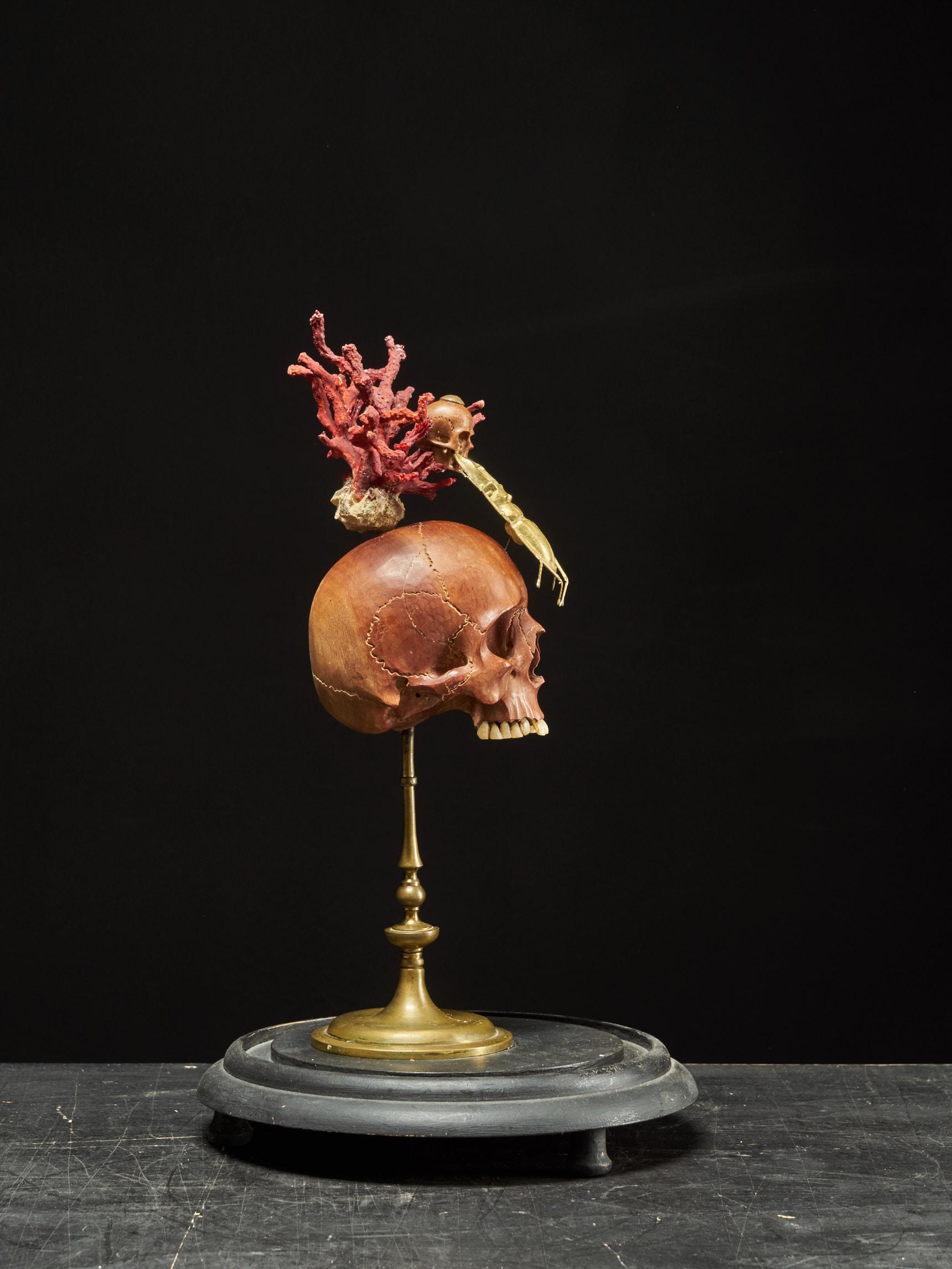 Memento Mori Composizione di due teschi di legno, uno scarabeo cervo e un reggiseno di corallo rosso in vendita 2