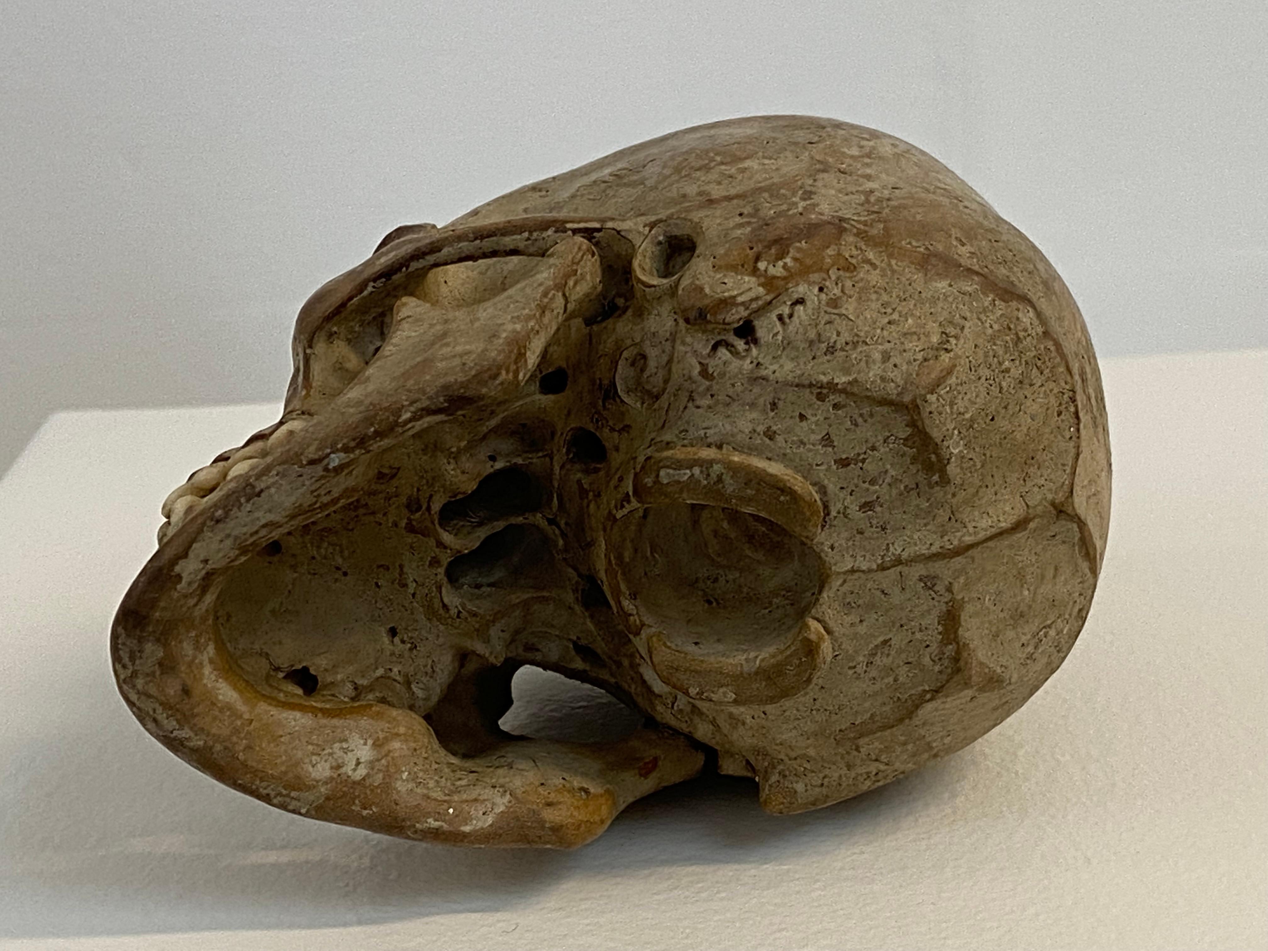Patiné Memento Mori, crâne en bois d'Autriche en vente