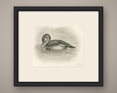 Merganser and Young, Antique Bird Print after Lilian Medland, circa 1909