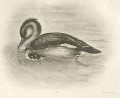 Merganser and Young, Antique Bird Print after Lilian Medland, circa 1909