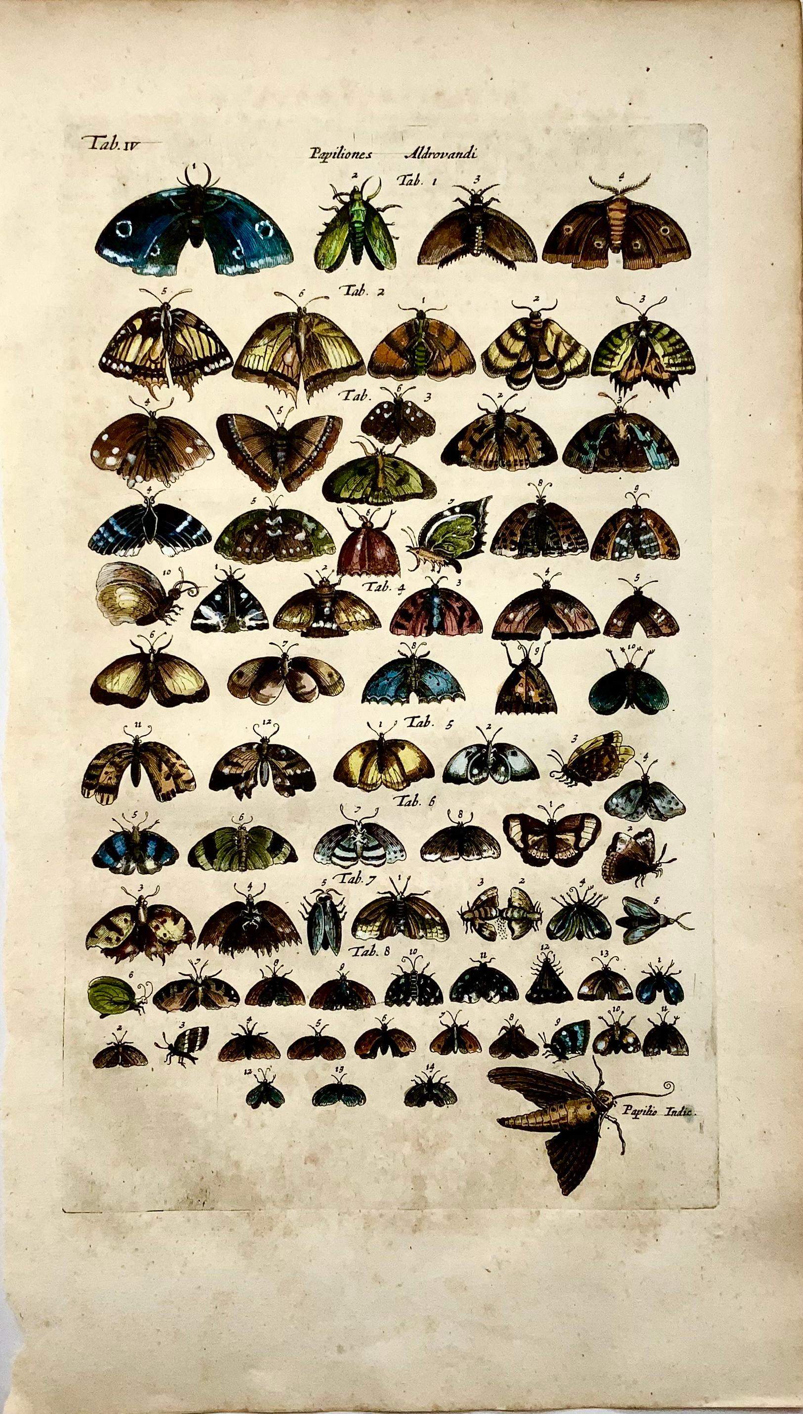 Merian, Mariposas, Polillas, Folio, Grabado coloreado a mano Barroco en venta