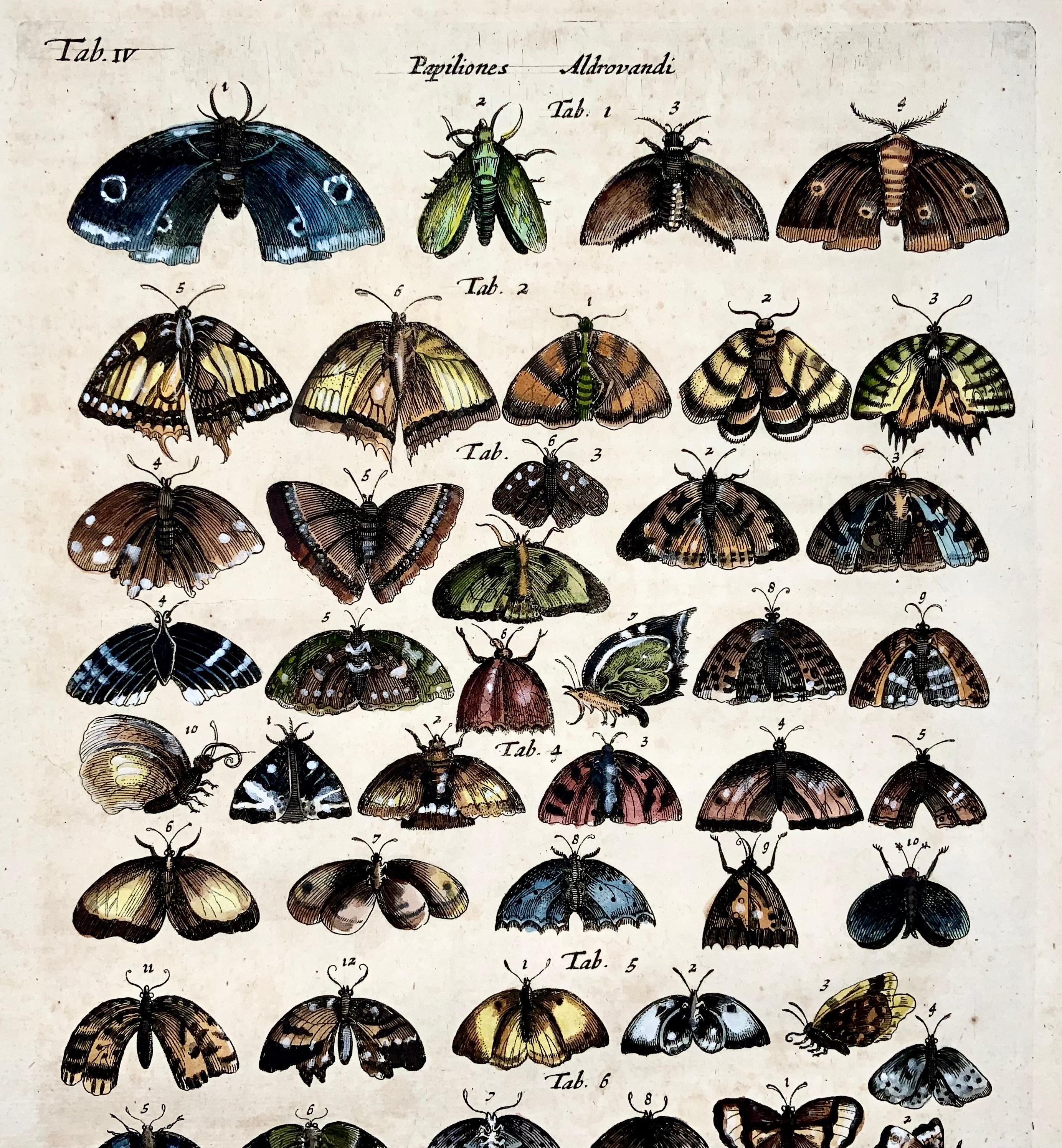 Merian, Mariposas, Polillas, Folio, Grabado coloreado a mano Alemán en venta