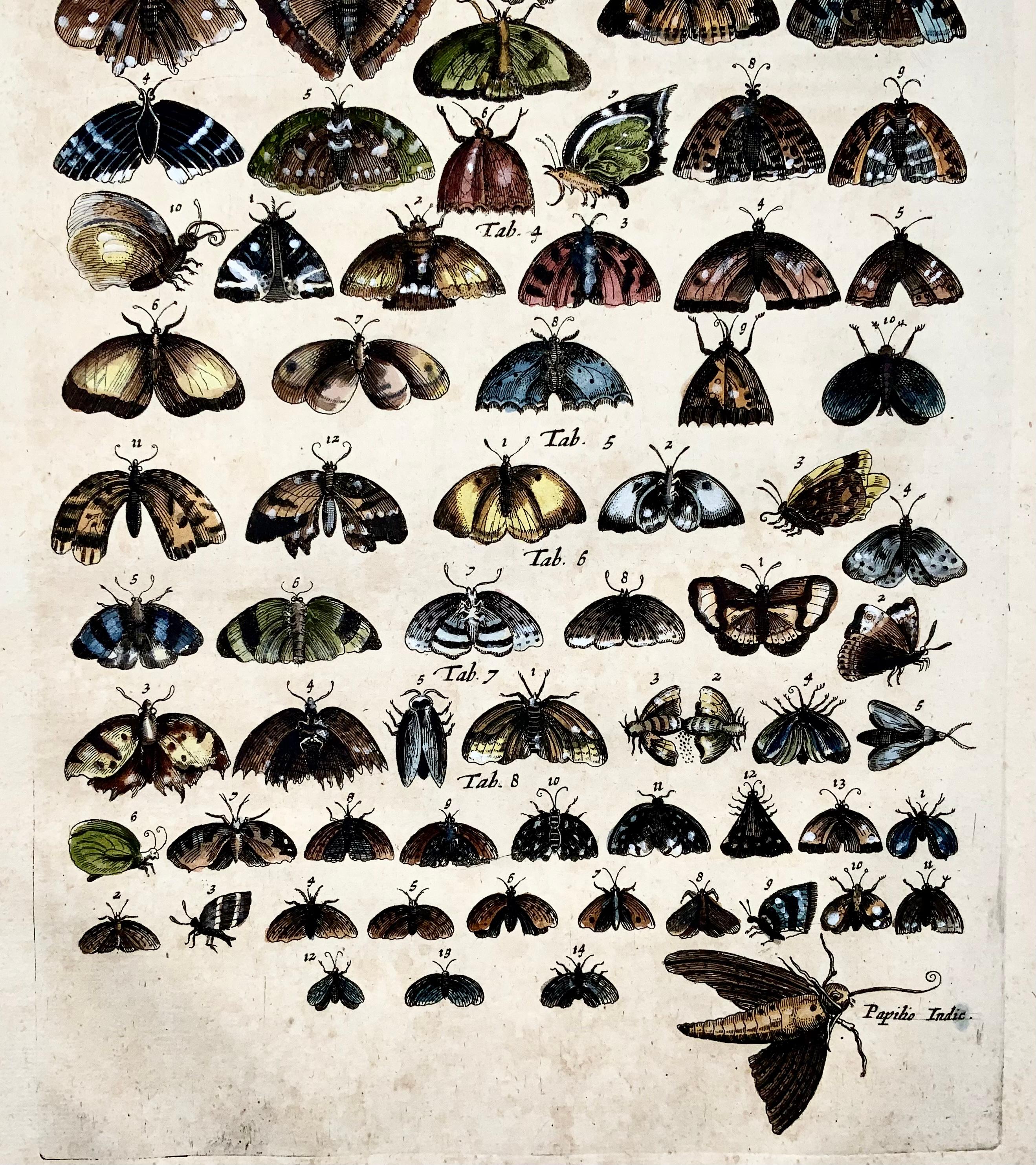 Merian, Schmetterlinge, Moths, Folio, handkolorierte Gravur (Handbemalt) im Angebot