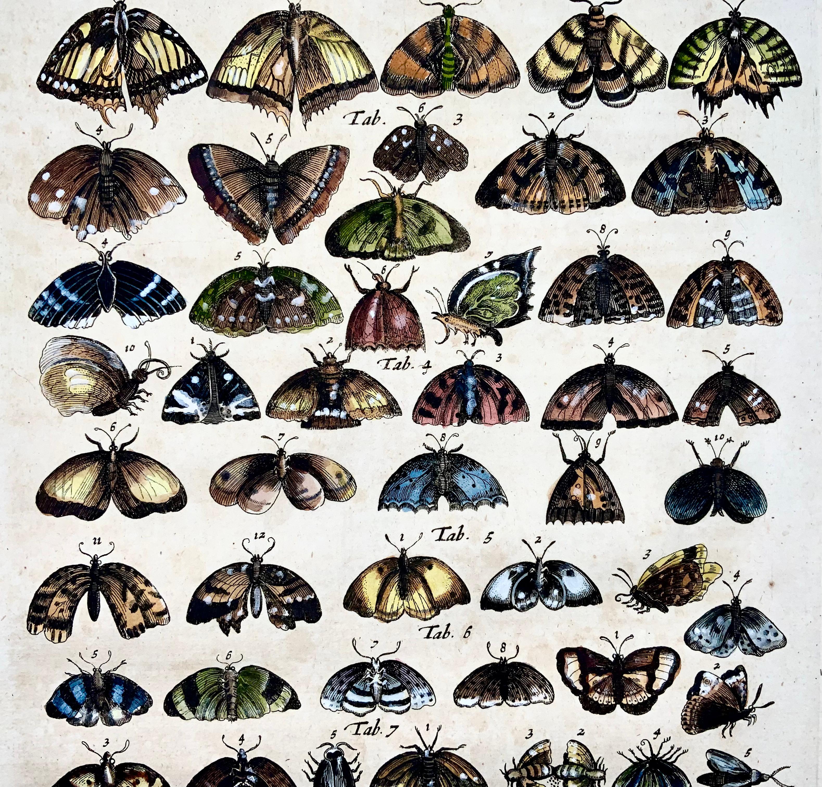 Baroque Merian, Butterflies, Moths, Folio, Hand Coloured Engraving For Sale