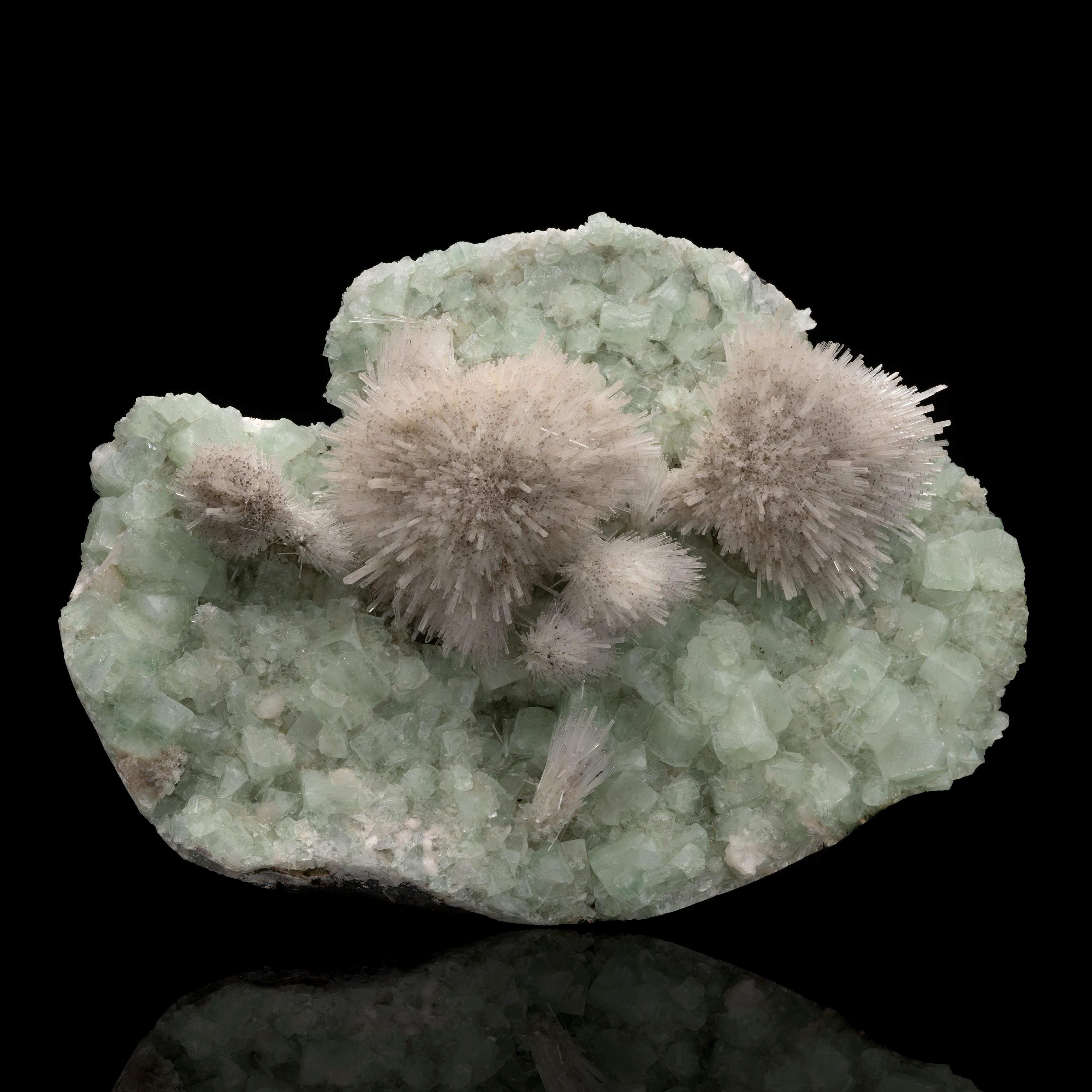 Puna, India

A stunning number of radial mesolites on a bed of green apophyllite. A complete 180 degree flawless explosion of a zeolite mineral occuring as sprays of thin, prismatic needles and square crystals. This is museum quality at its finest.