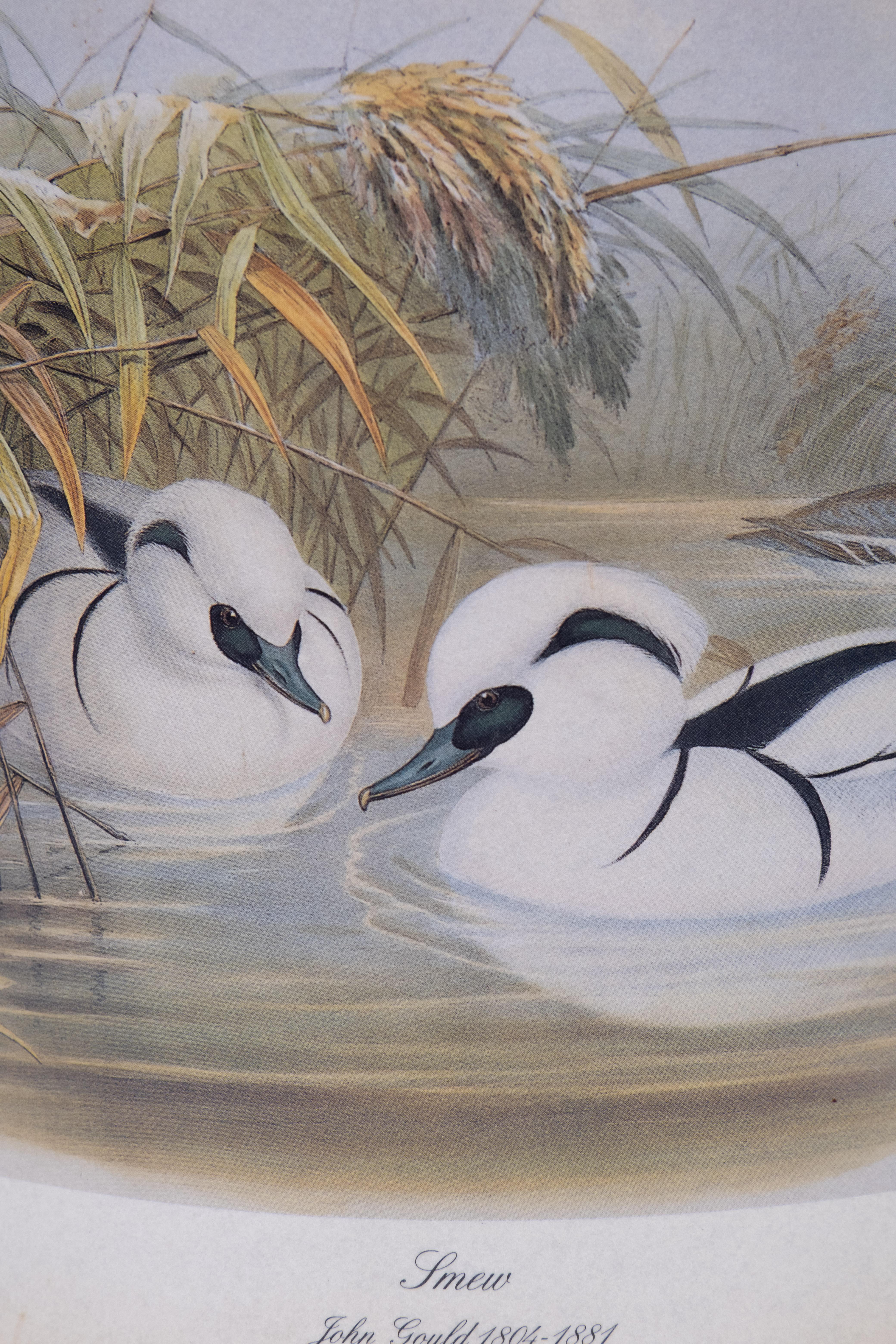 Secchio per rifiuti in metallo vintage. Viene fornito con una litografia 
di due Smews .di John Gould . Prodotto da Lady Clare 
Inghilterra anni '70 