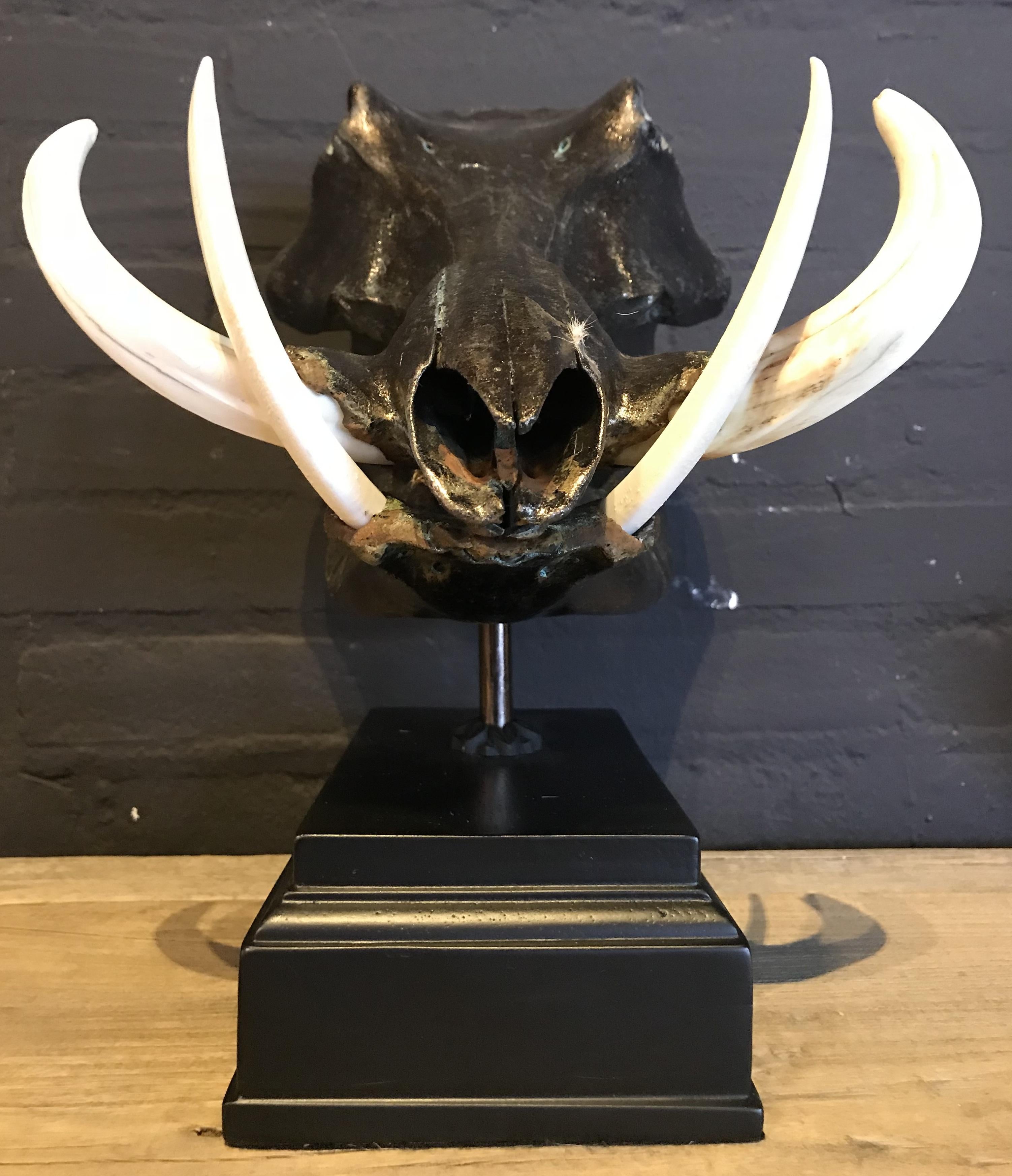 Metalized Skull of a Warthog For Sale 1