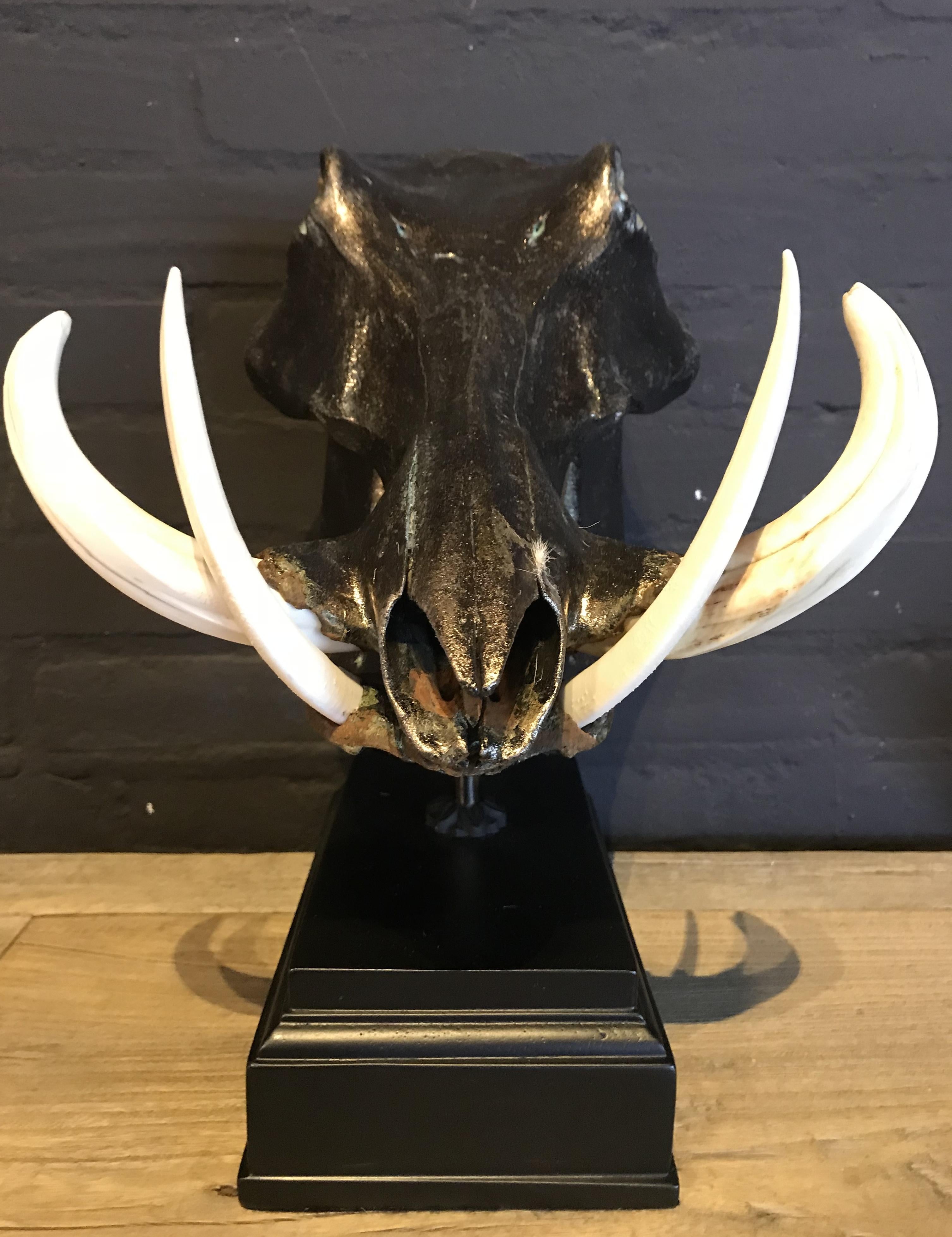Bone Metalized Skull of a Warthog For Sale
