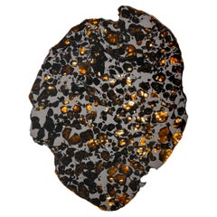 Var métallisé, spécimen minéral de pallasite, district de Magadan, Russie